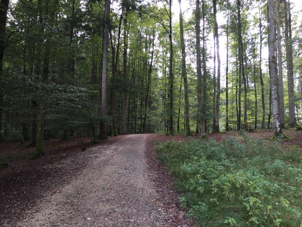 Mitten im Wald