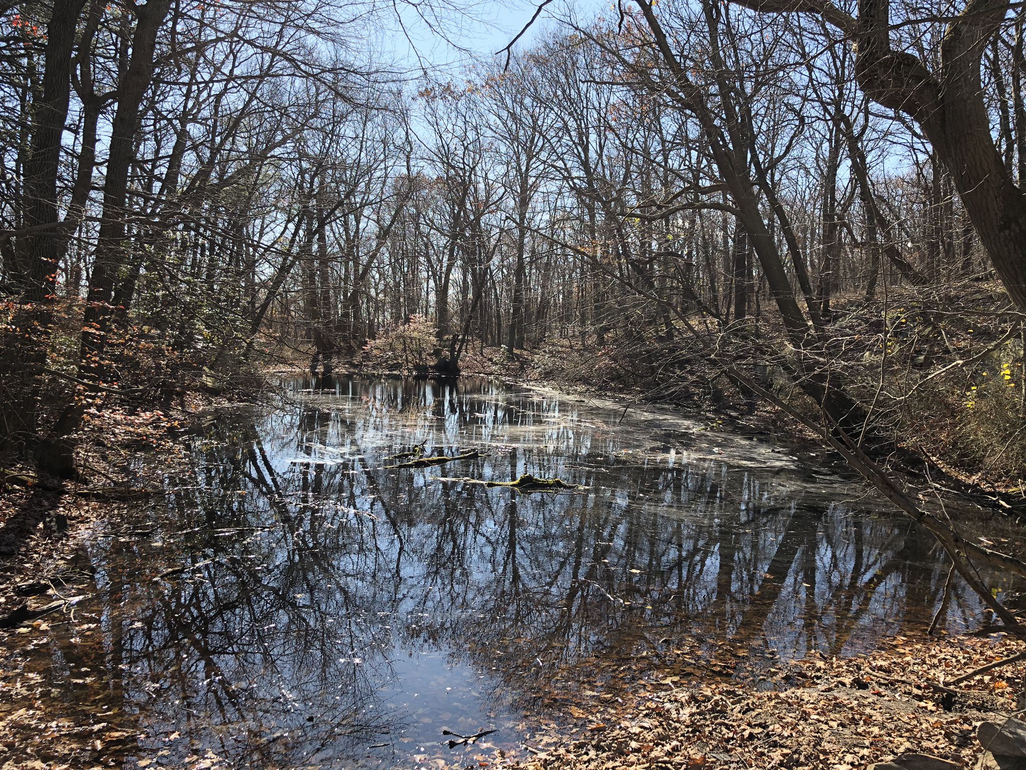 Calm water reflects bare trees in a sunny, leafless forest. - Anthony's Nose via Camp Smith Trail