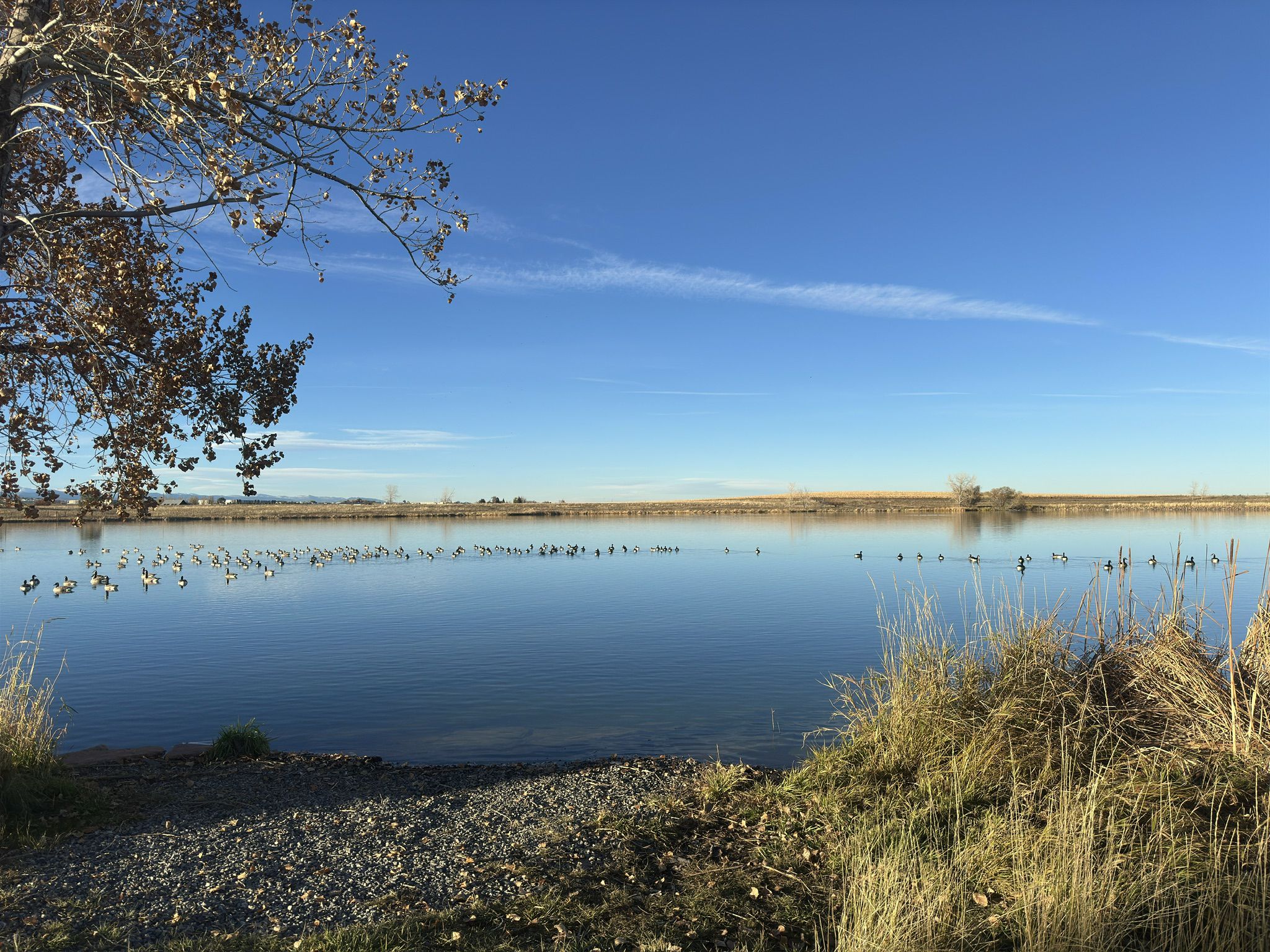 A calm lake with many ducks, dry grass, and a clear blue sky. - Rock Creek Trail