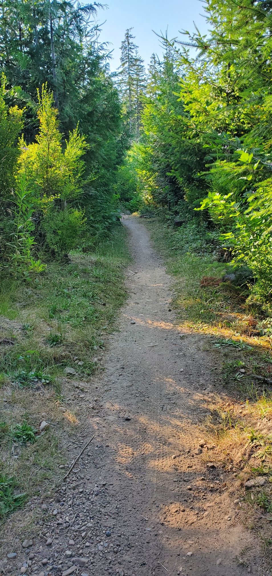 A sunlit dirt path winds through a dense green forest. - Olympic Discovery Adventure Route & Horse Trail loop