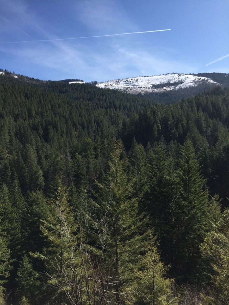 Vast evergreen forest below a snow-capped ridge under a bright blue sky. - Liberty Lake Campground – Liberty Creek Waterfalls loop from MacKenzie Natural Area