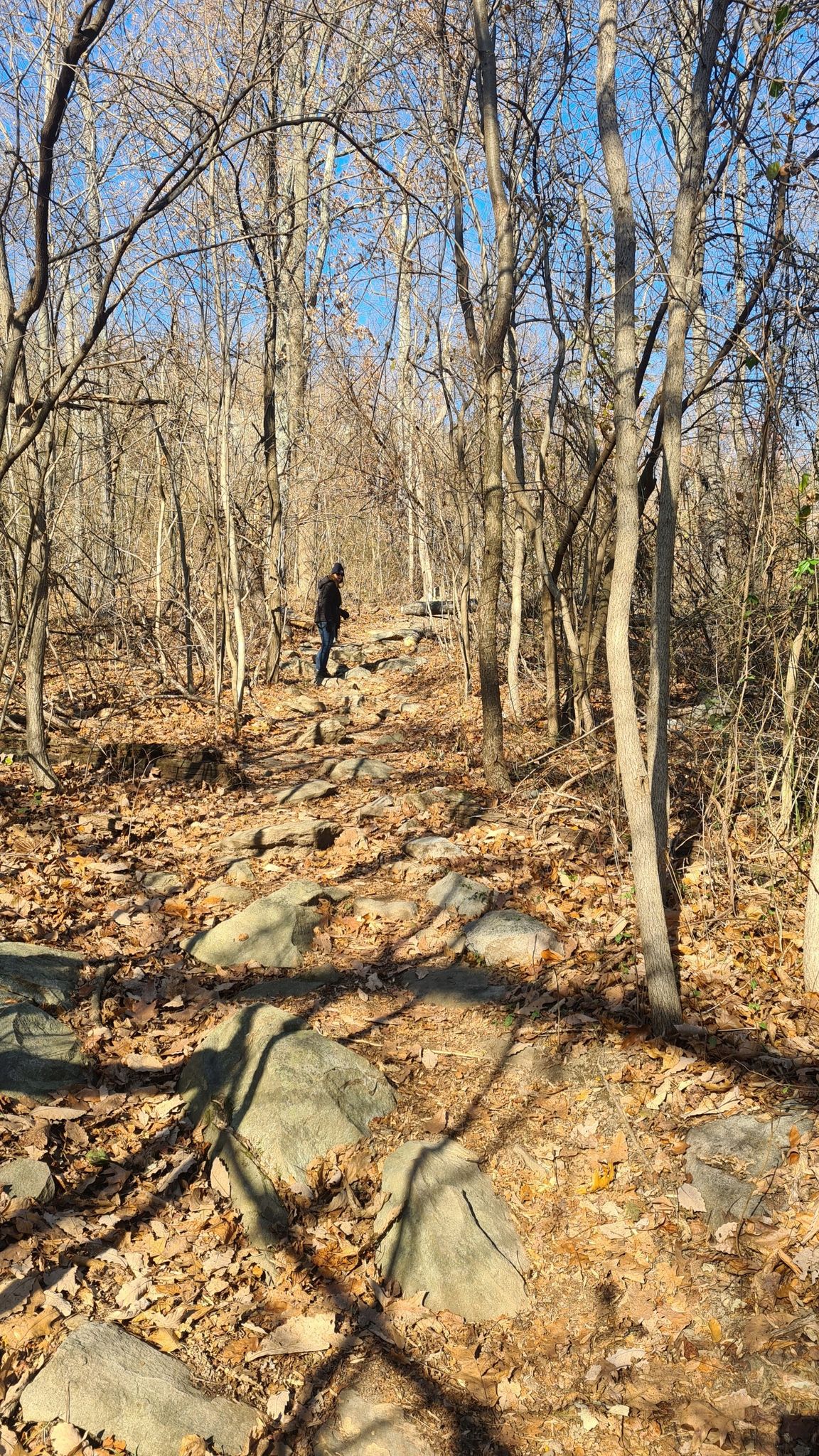 A person walks uphill on a rocky, leaf-covered path through a bare forest. - Buzzard Hill via Appalachian Trail