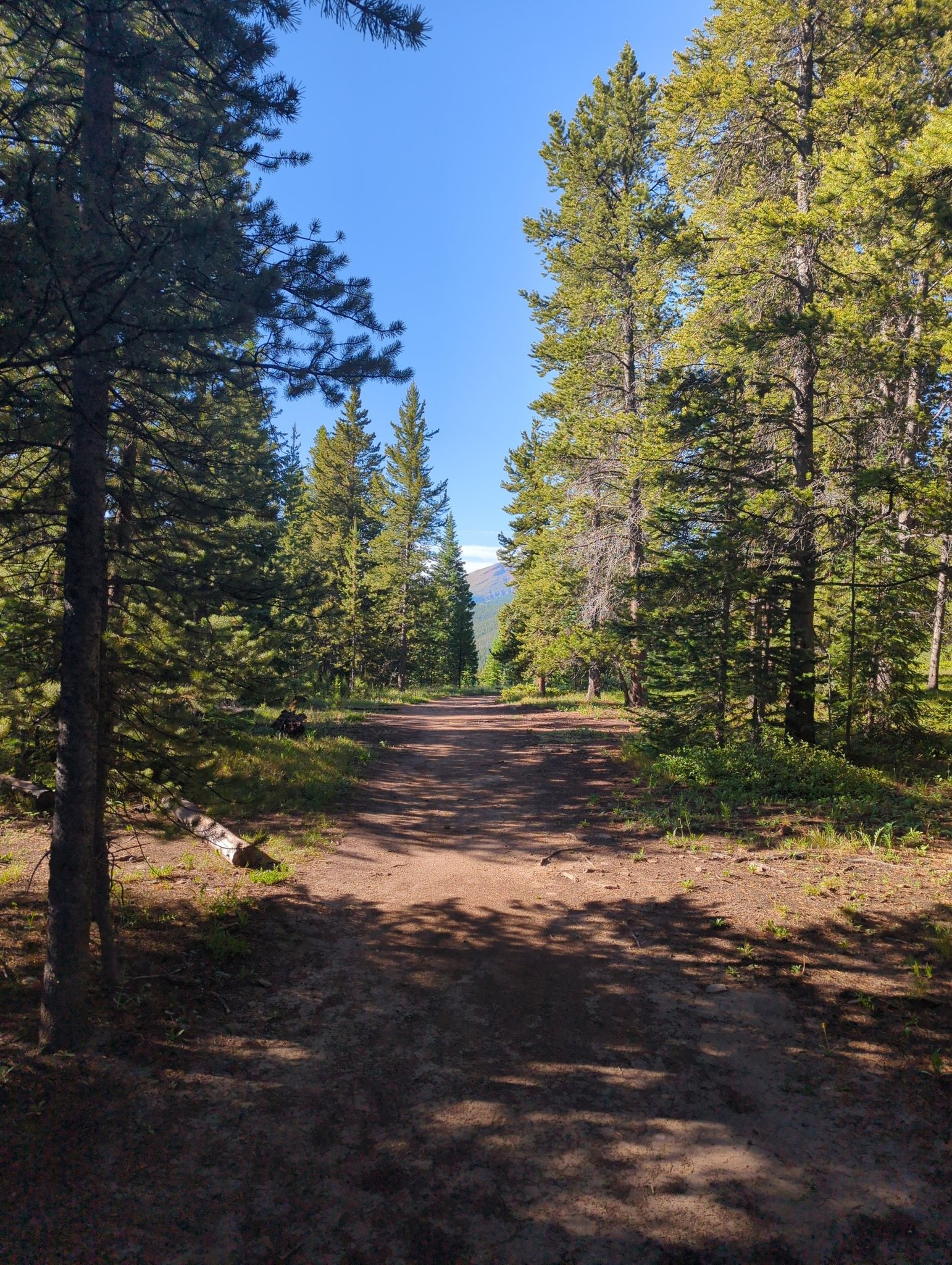 Sunny dirt path through a dense pine forest, distant mountain visible. - Baker's Tank Loop Trail