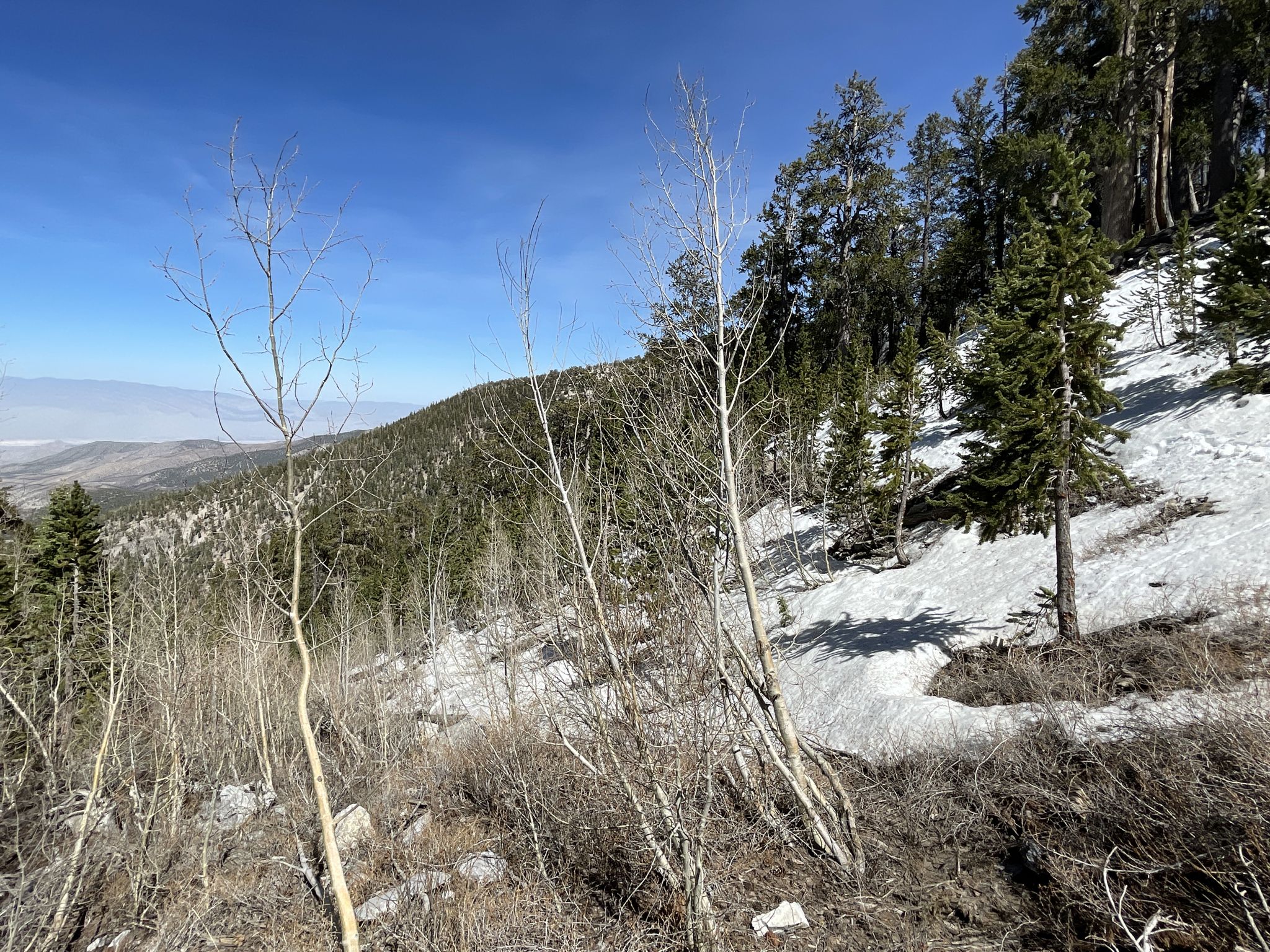 Snowy mountain slope with bare trees and evergreens under a clear blue sky. - Views of the Mummy Toe – Mummy Spring loop from Mount Charleston