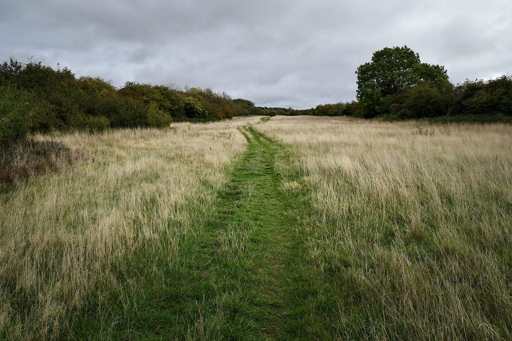 Straw coloured path