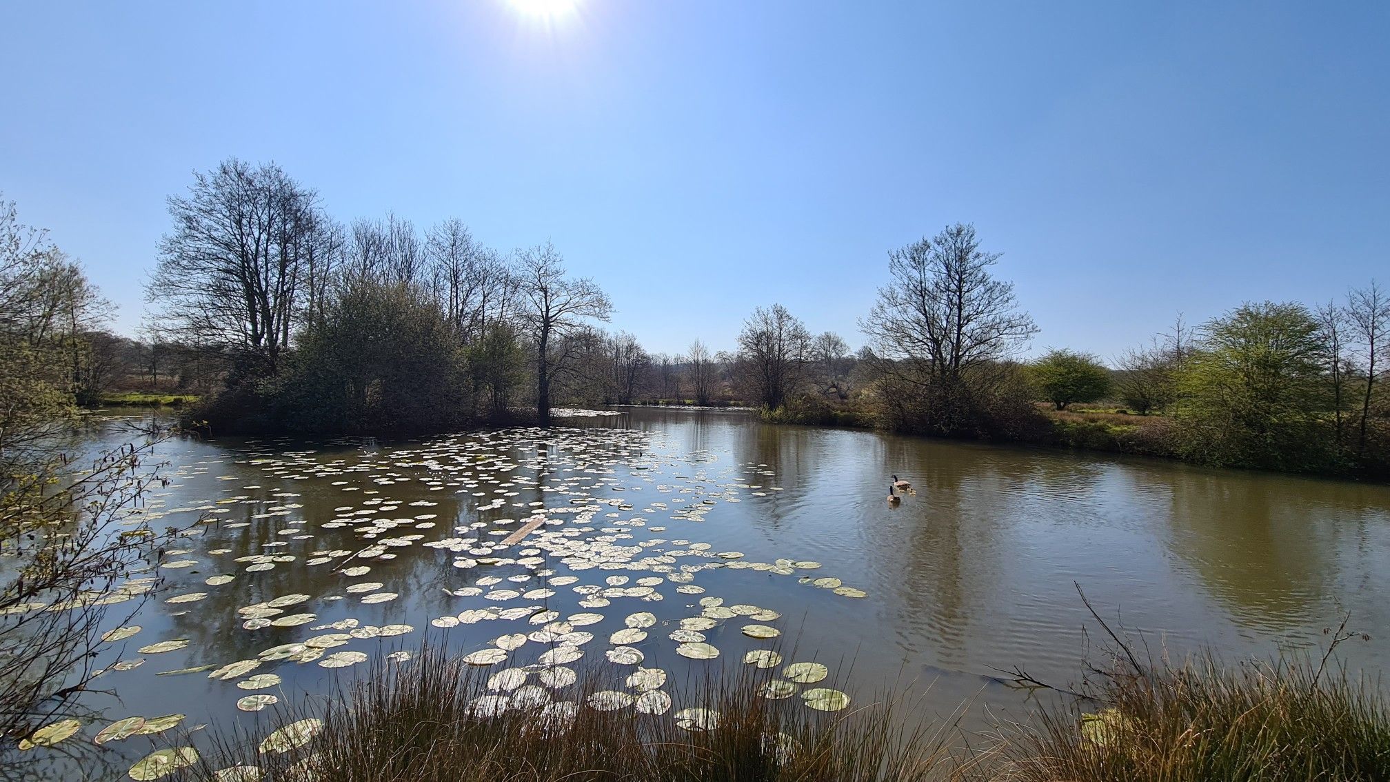 Pond