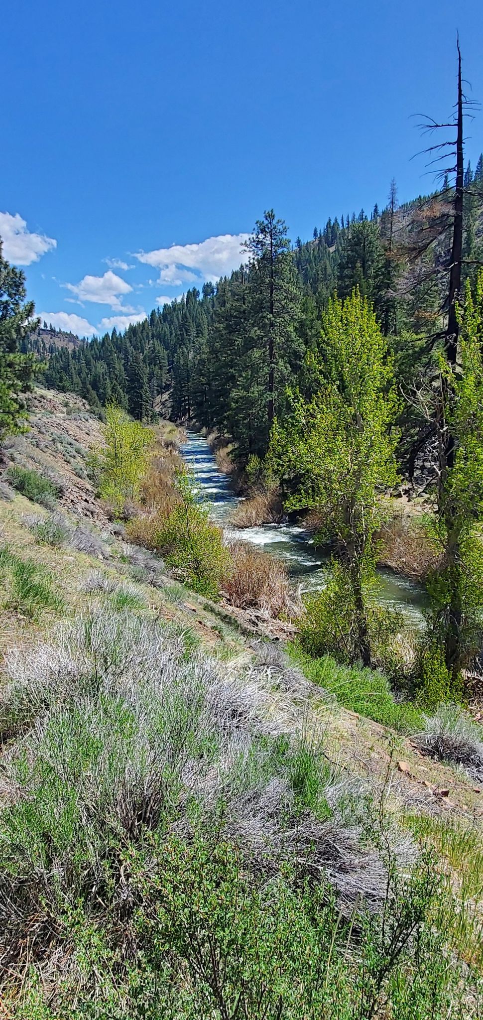 A river flowing through a green valley with pine trees under a blue sky. - Bizz Johnson Trail