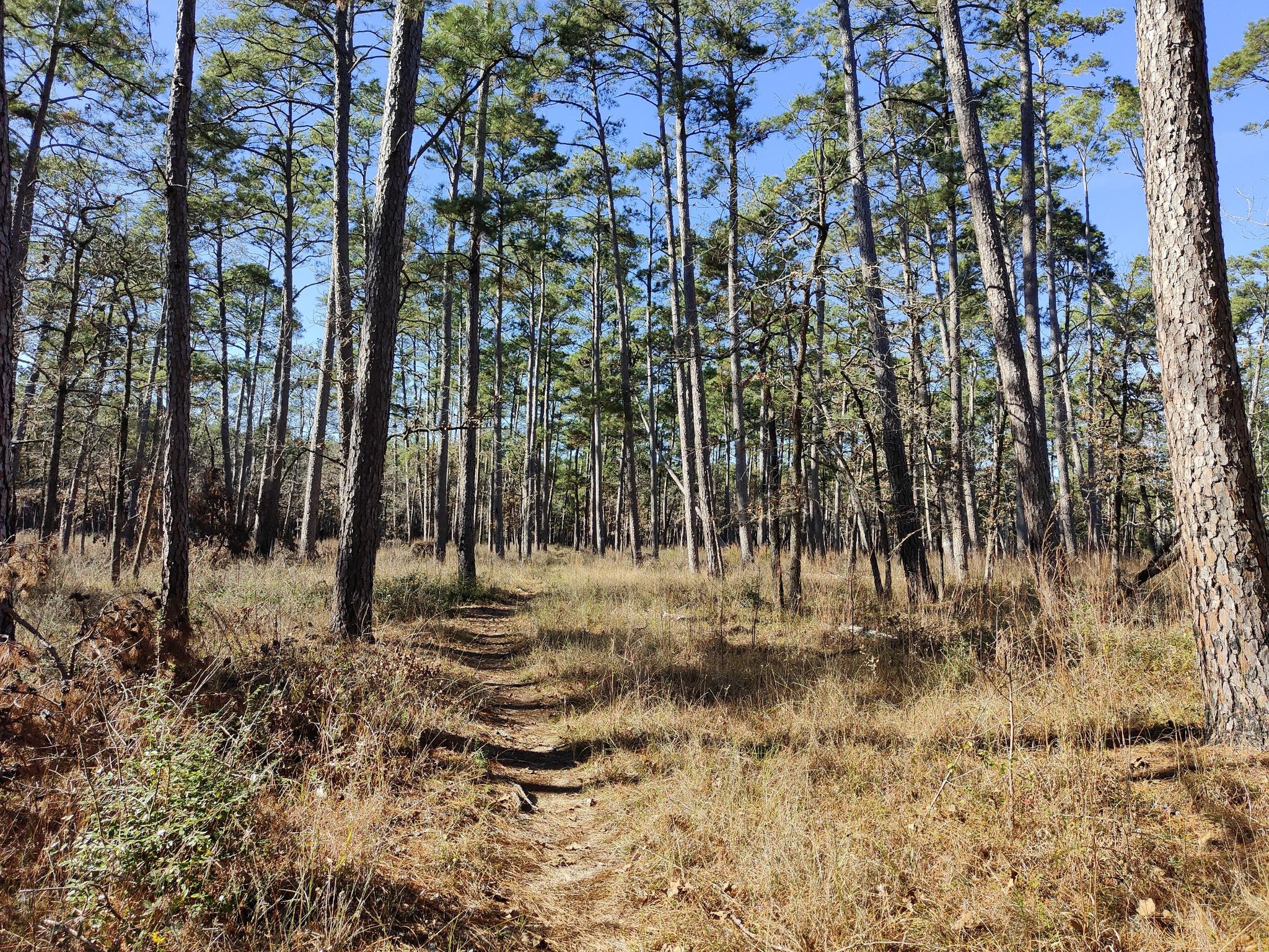 A sun-dappled dirt path through a pine forest with dry grass. - Path alongside creek loop from Lone Star Hiking Trail Trailhead #2