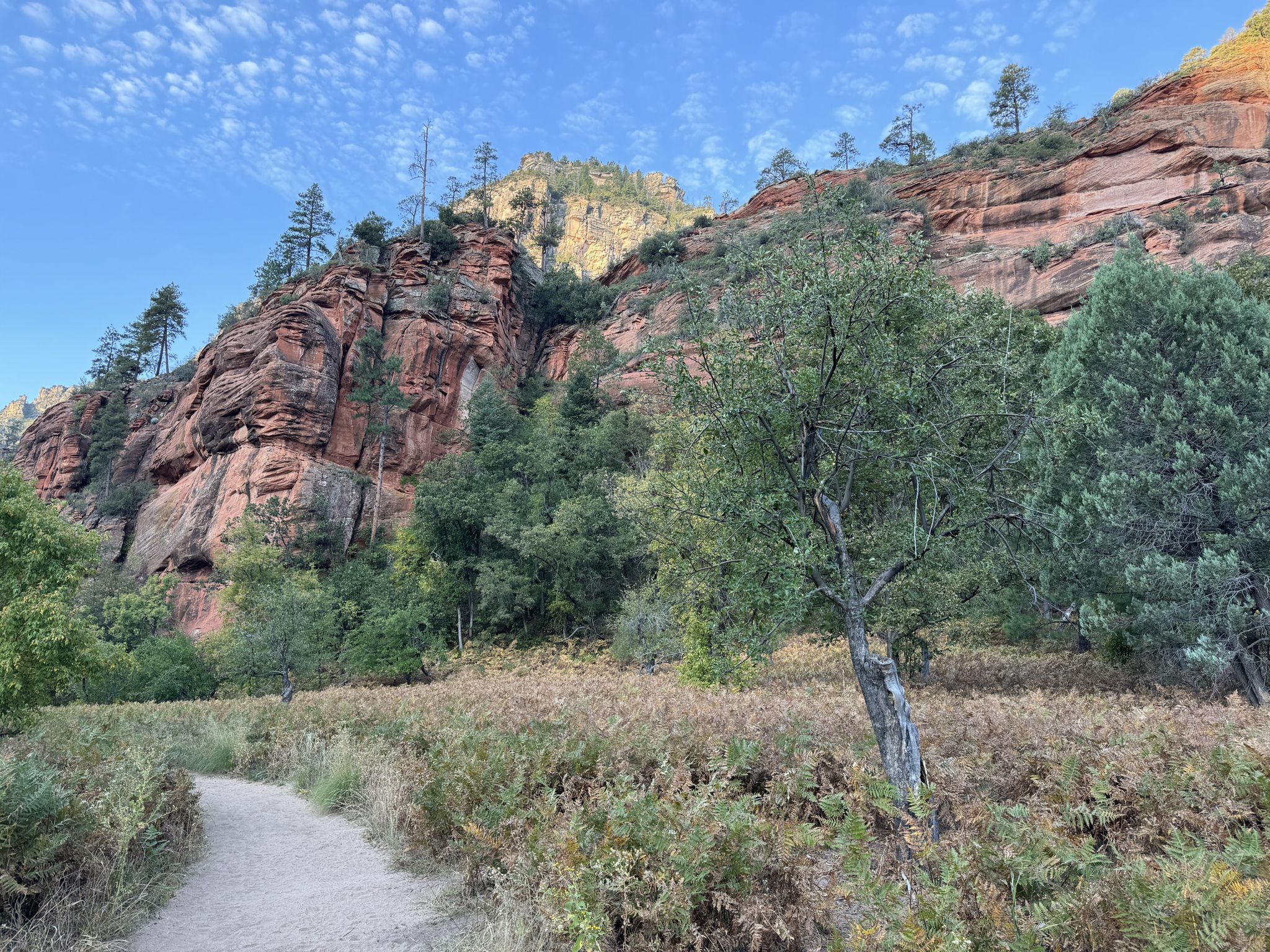 A dirt path leads towards towering red rock cliffs and green trees. - West Fork Trail #108