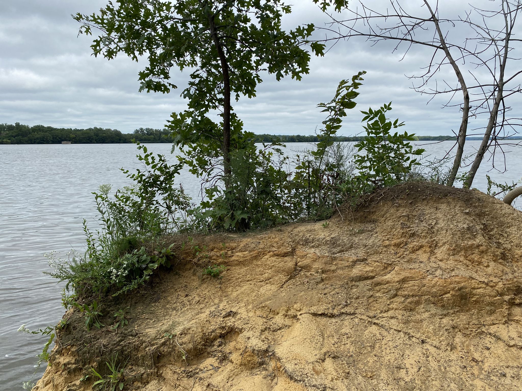 Small tree on a sandy cliff edge overlooking a wide river. - Wildcat Canyon East Platform loop from Starved Rock State Park Visitors Center