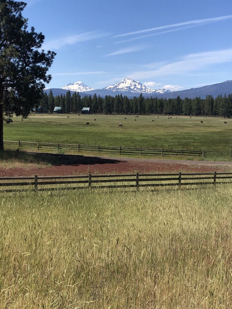 A fenced green field with distant snow-capped mountains under a bright sky. - Black Butte gravel loop