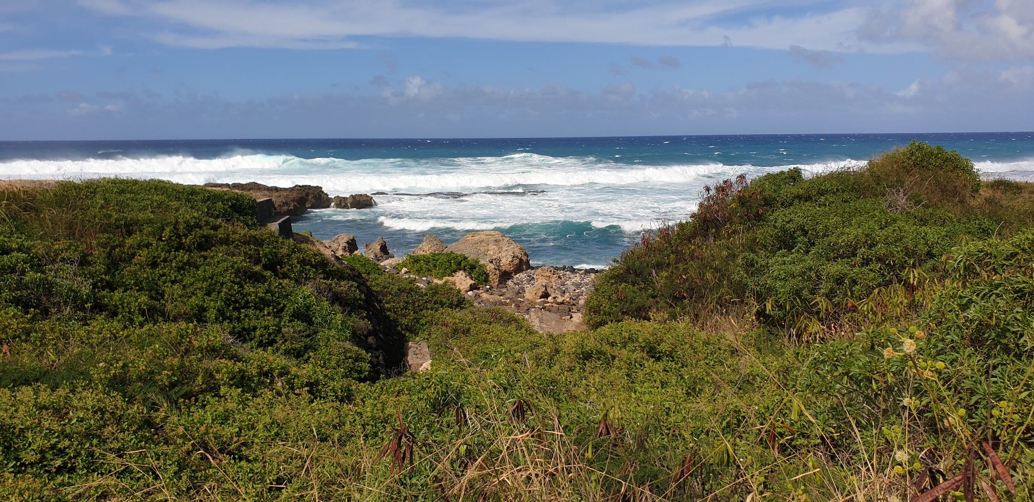 Ocean waves crash on a rocky shore, framed by lush green foliage. - Ka‘ena Point via Farrington Highway