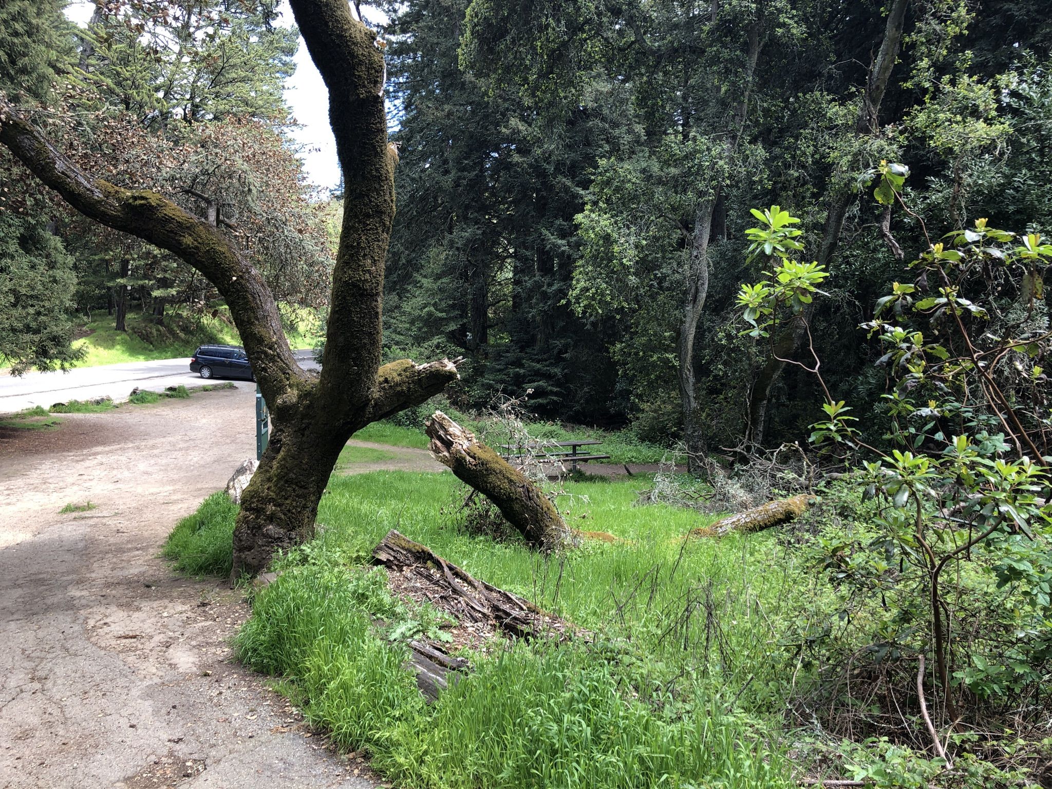 Grassy clearing with fallen logs and a large tree next to a road. - Sequoia Bayview Trail loop — Joaquin Miller Park