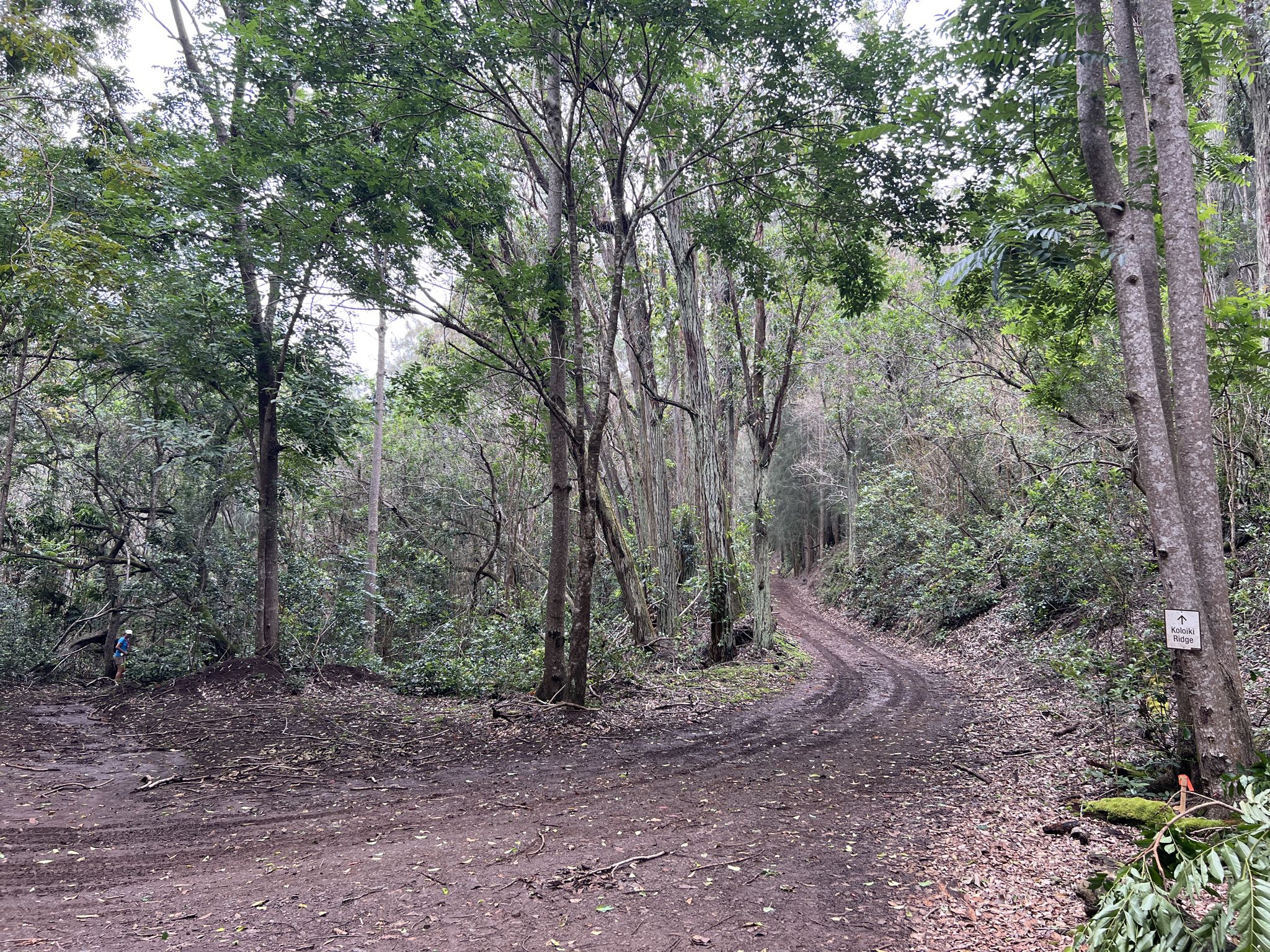 Dirt road forks in a dense, green forest under overcast skies. - Koloiki Ridge Trail