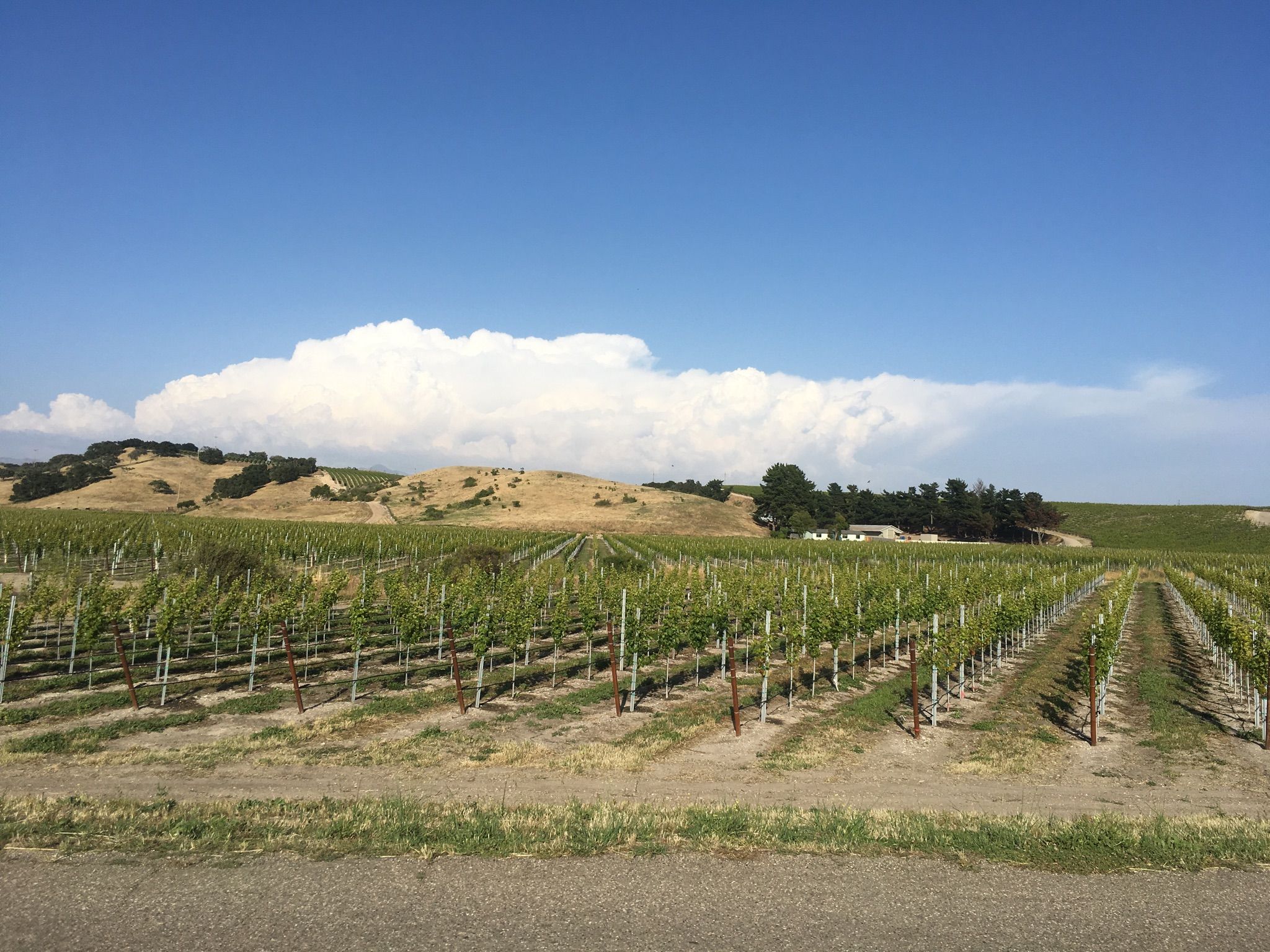 Rows of green grapevines stretching towards rolling hills and a large cloud. - Roadbike loop from Santa Barbara County Fire Department Station #23