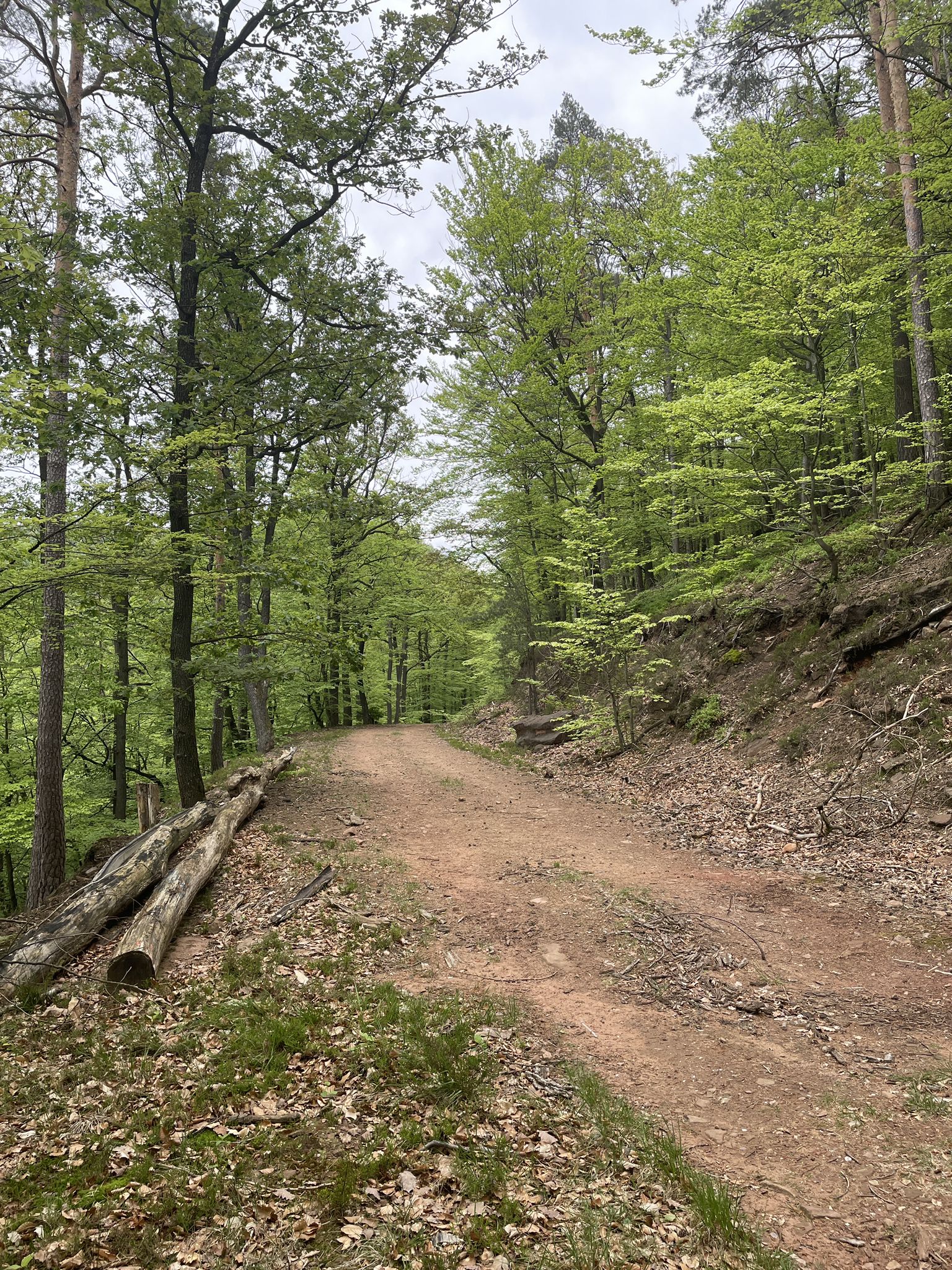 abundan Passagen mit rotbraunem sandig-erdigem Geläuf, mit wenigen Steinchen, durchaus mal bedeckt mit Laub und Nadeln.