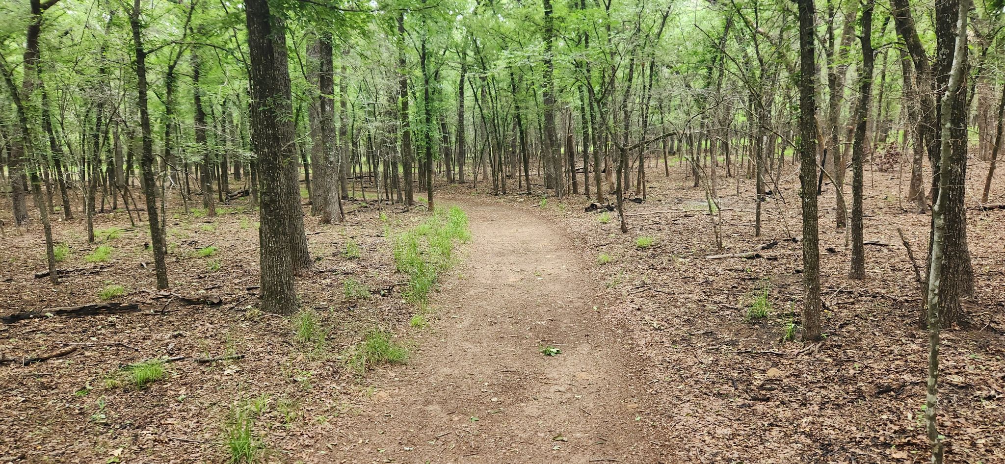 A winding dirt path through a dense green forest on an overcast day. - Crosstimbers Trail