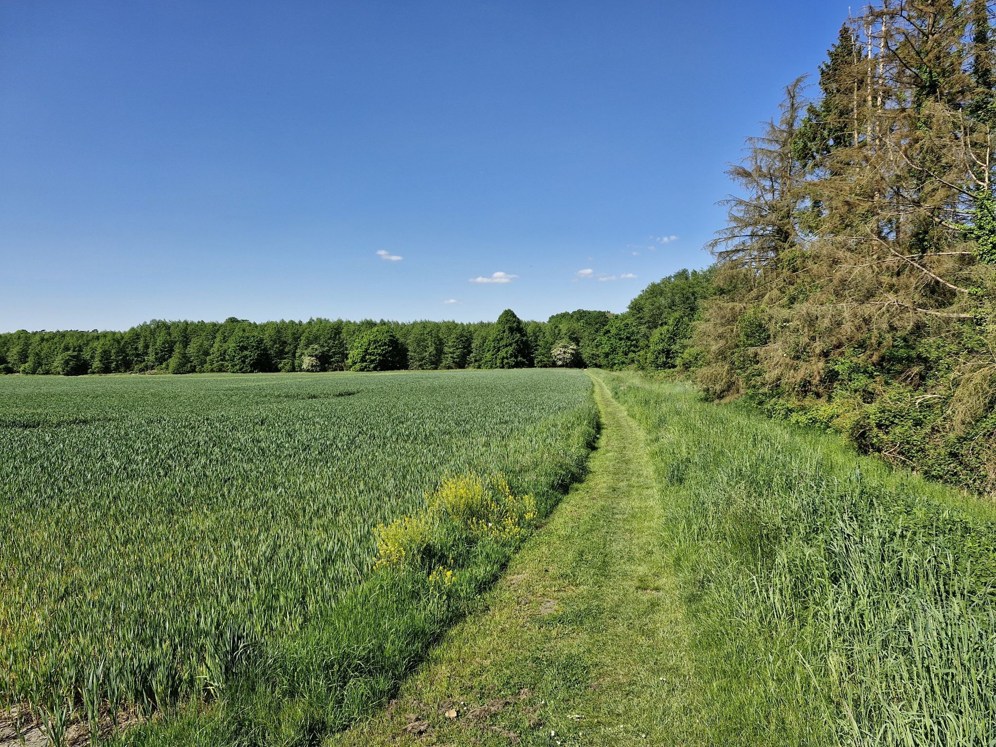 ...schöner Grasweg