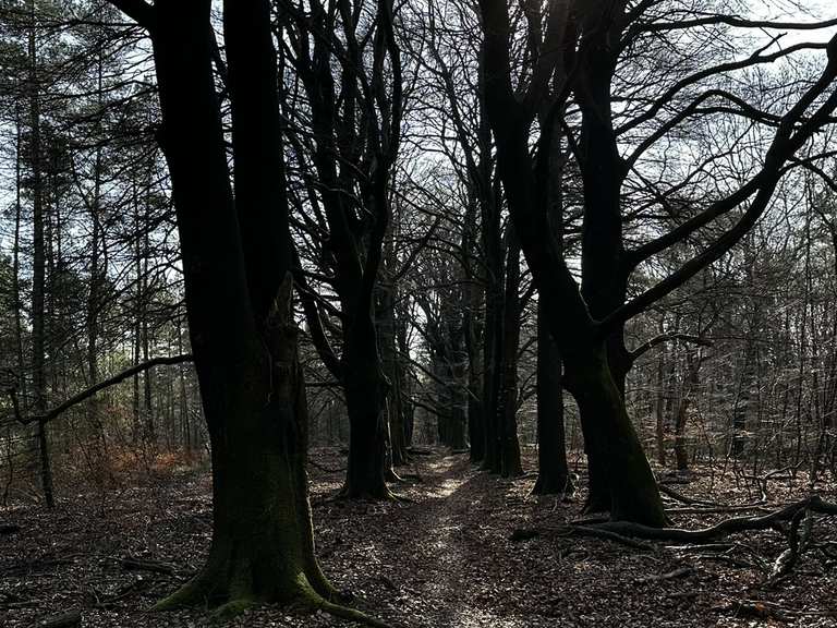 Schöner Wald bei Hoenderloo – Rastplatz Runde von Hoenderloo ...
