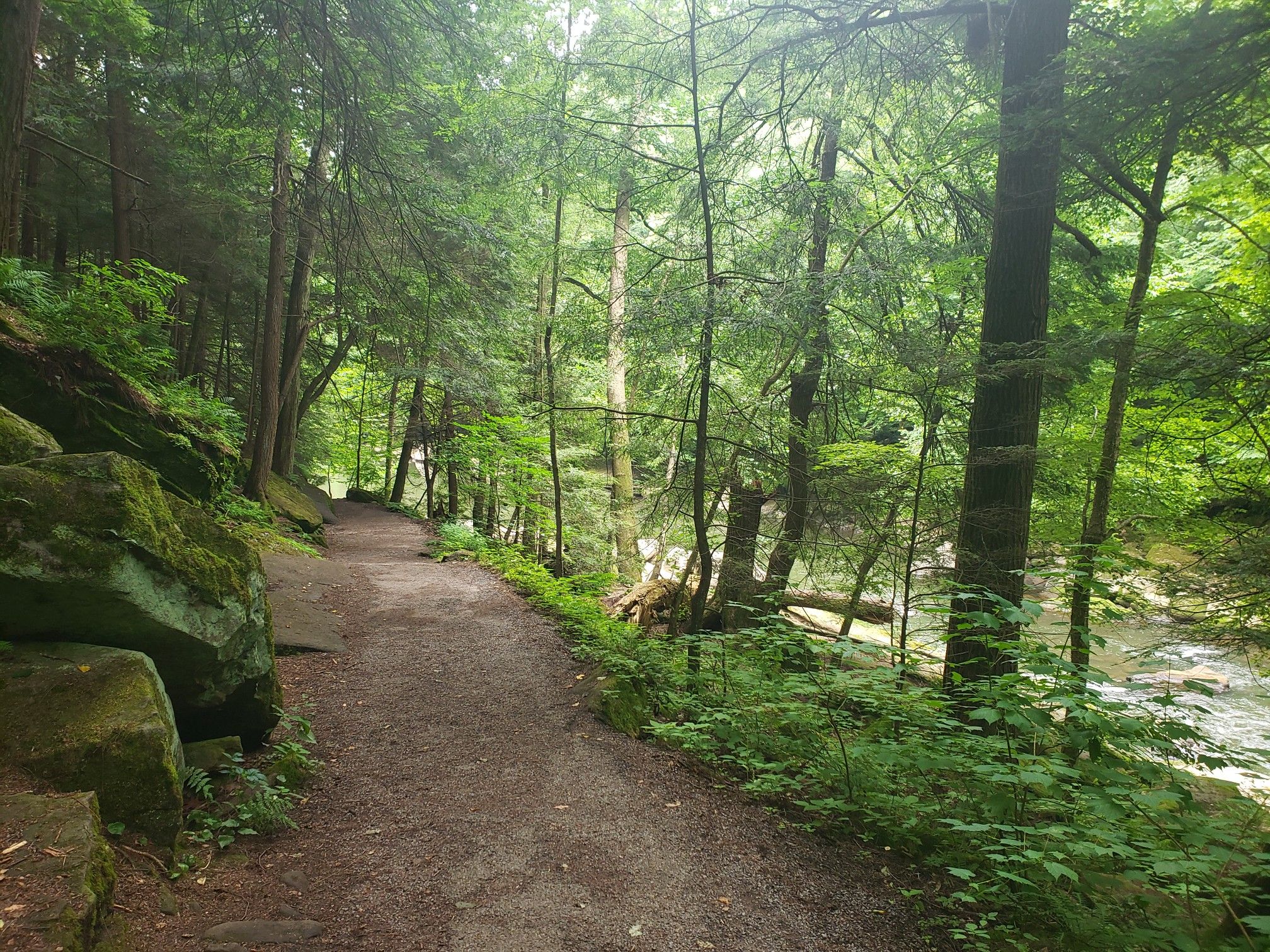 A winding dirt path through a lush green forest beside a river. - Kildoo Trail
