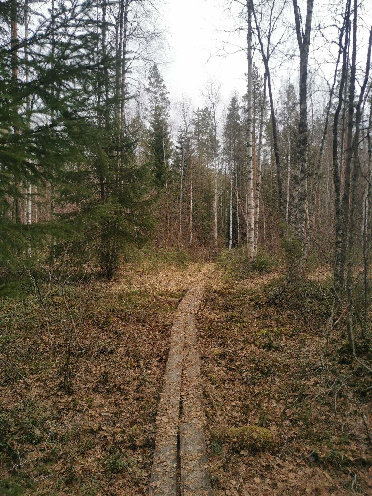 Wooden walkway through the forest