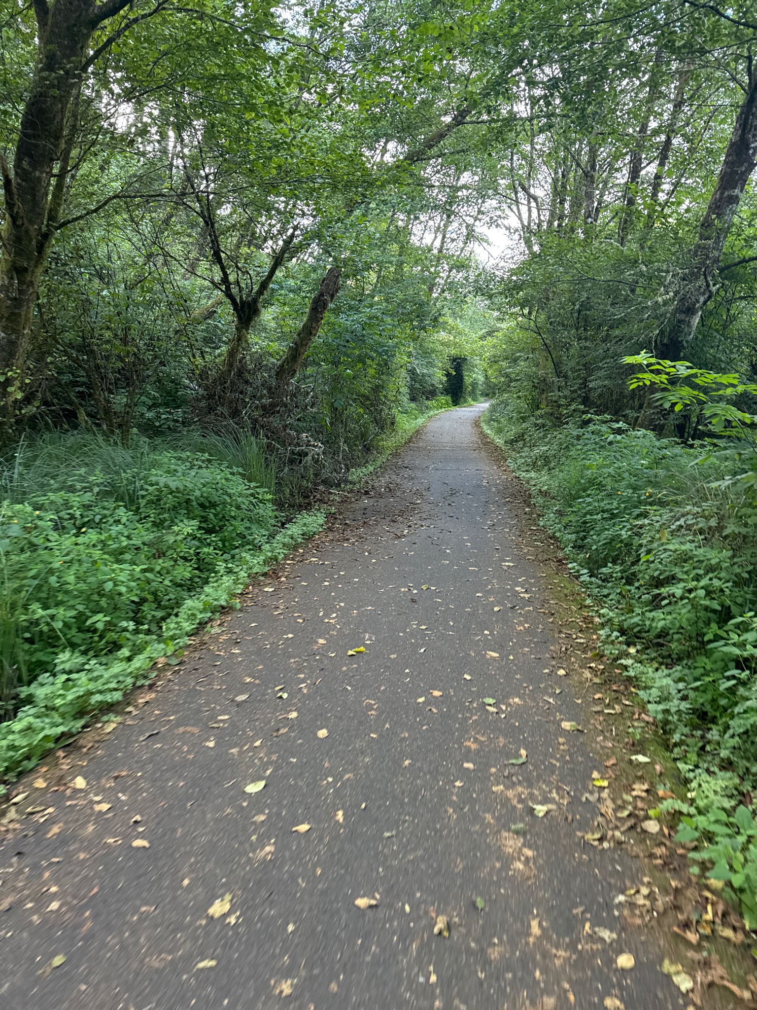 Paved path winding through a dense, green forest on an overcast day. - Discovery Trail