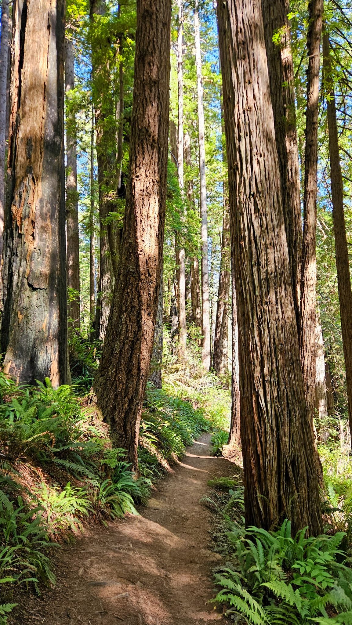 A sun-dappled path winds uphill through a dense forest of tall trees. - Walk through tree – Corkscrew Tree loop from Prairie Creek Redwoods State Park