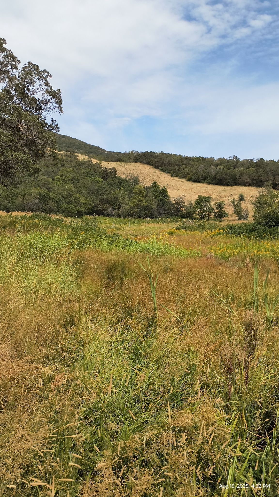Tall golden grass in a field with a distant green hillside. - Kenny Creek Trail