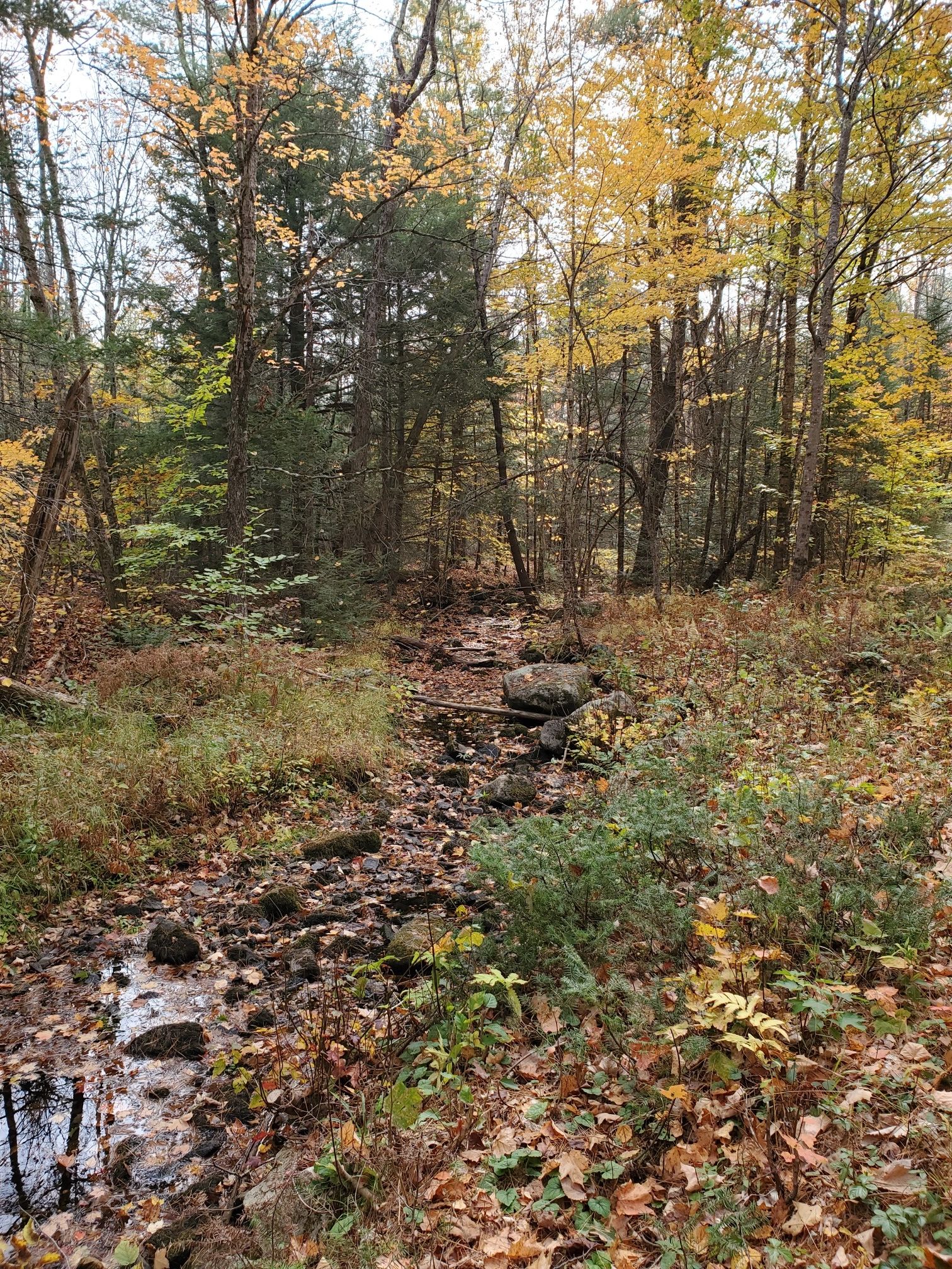 A small rocky stream winding through an autumn forest with colorful leaves. - Cotton Valley Rail Trail