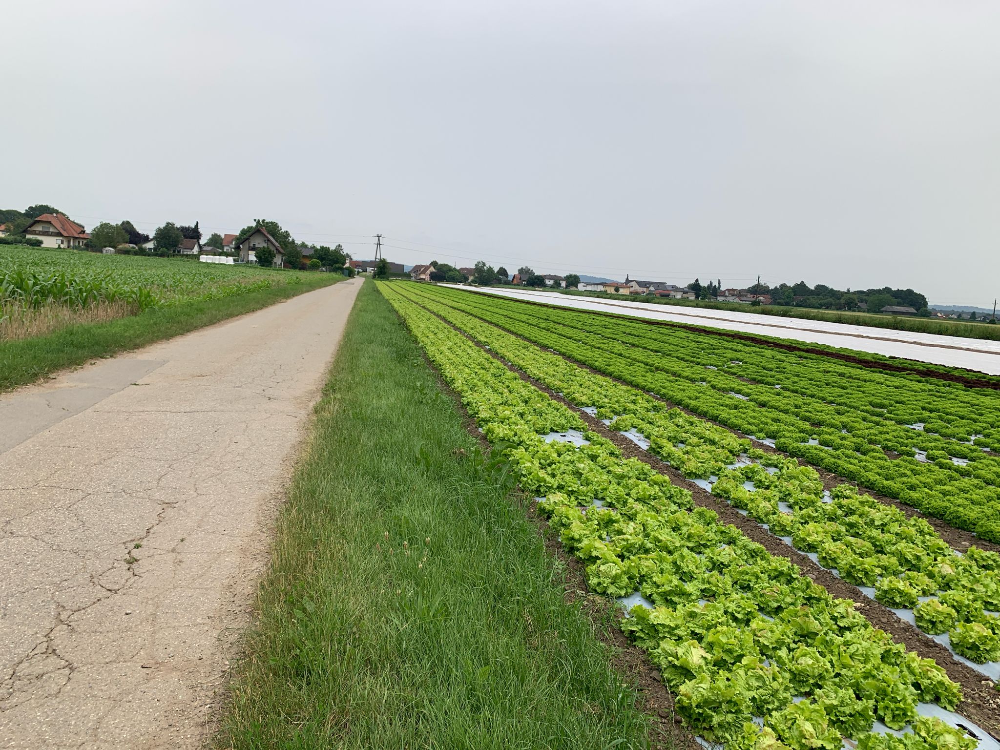 Salatfeld am Peter Rosegger Weg