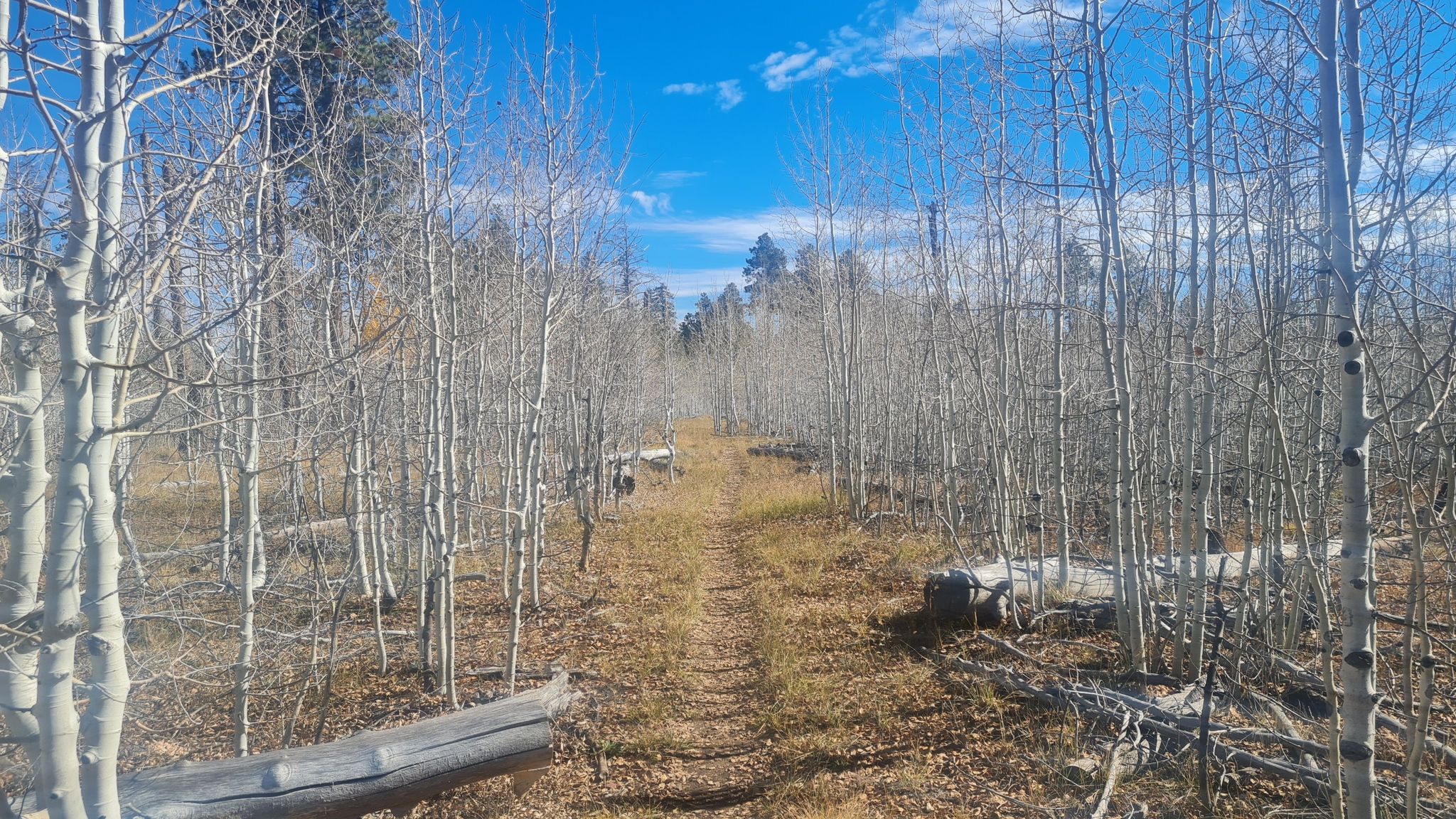 A dirt path winds through a forest of bare aspen trees under a blue sky. - Arizona Trail