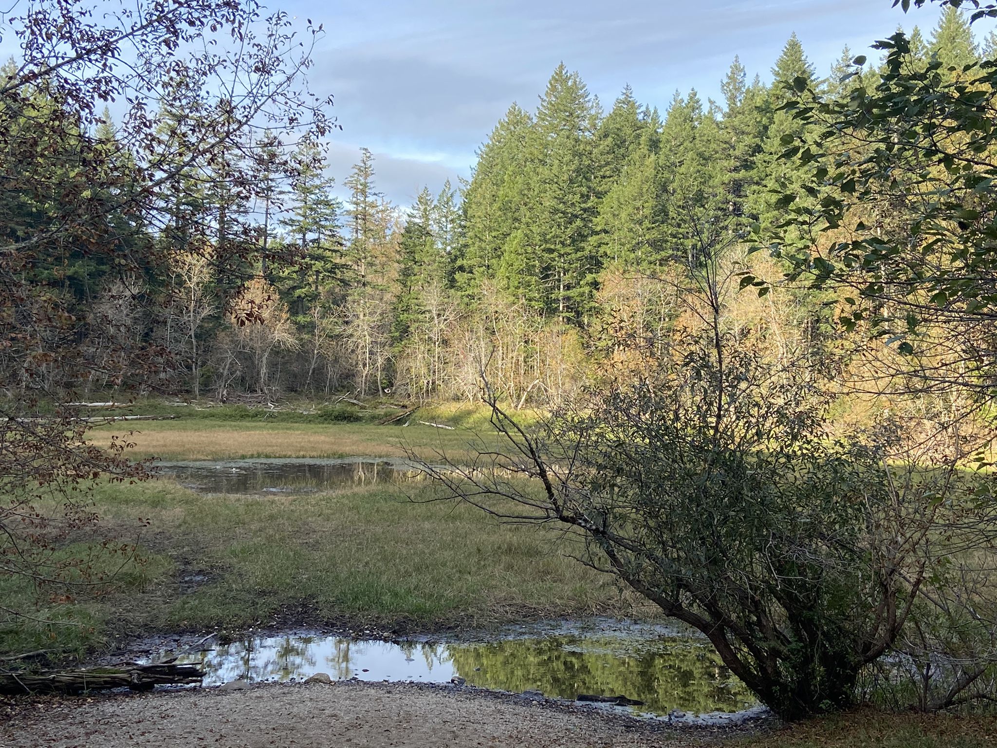 Sunny wetland with puddles surrounded by dense forest under a bright sky. - Adventure, Section Line, and Bus Trail Loop