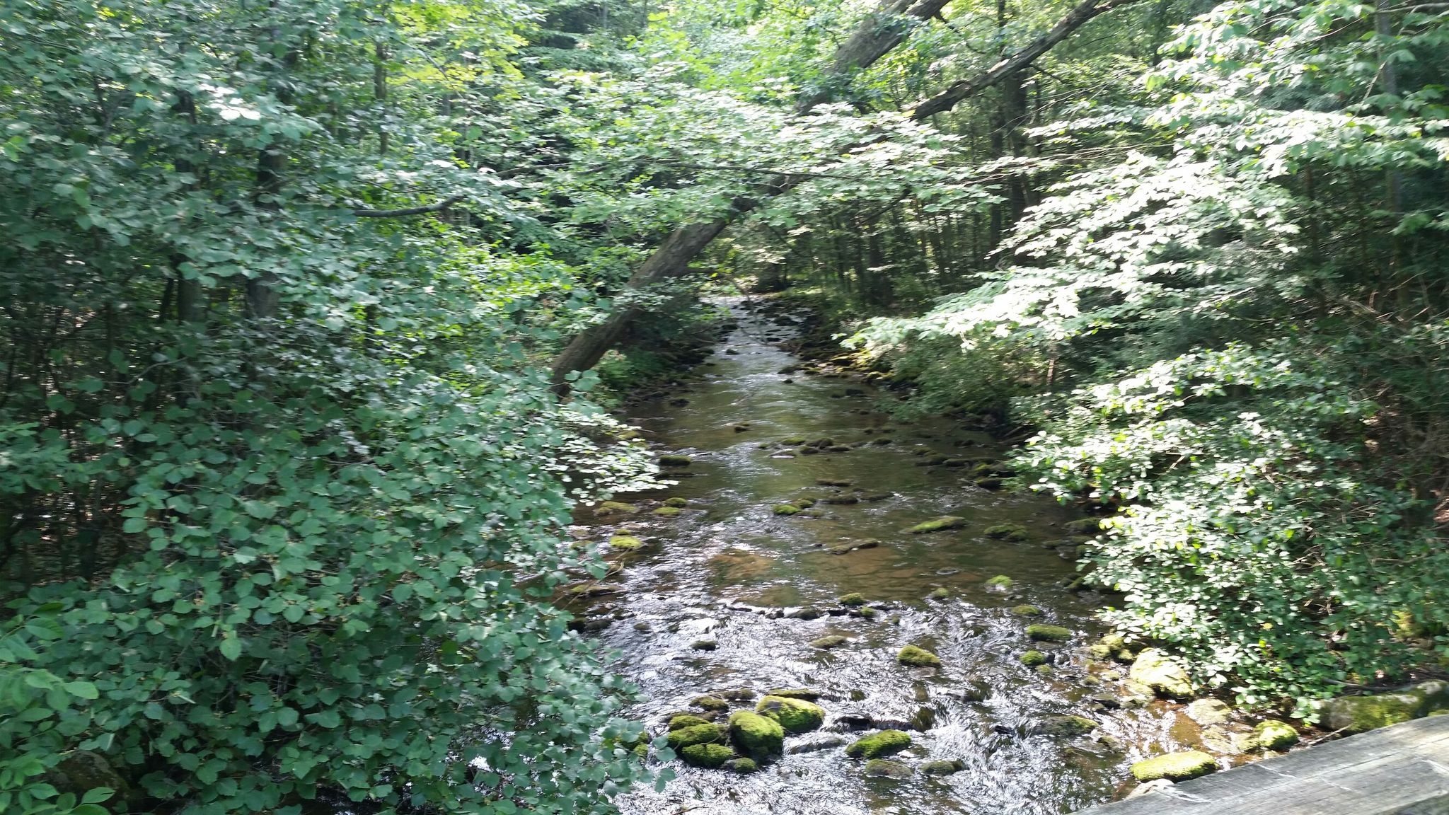 upstream on McElhattan Run