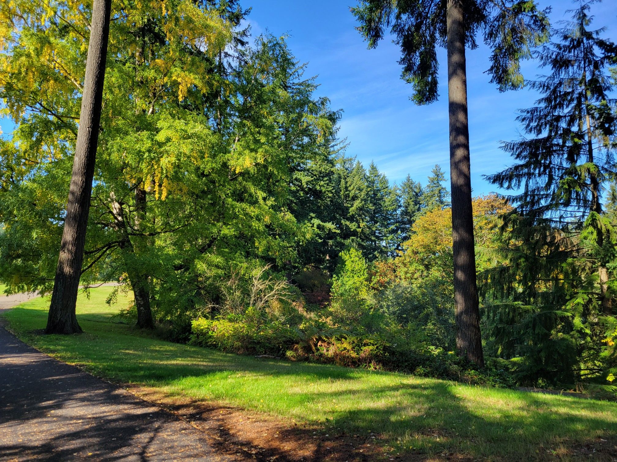 A sunny park scene with green grass and a variety of lush trees. - Maple, Overlook, Hawthorn and Walnut Loop