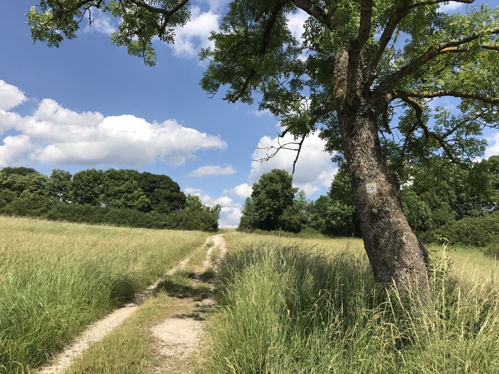 raus aus dem Wald wieder aufs Feld