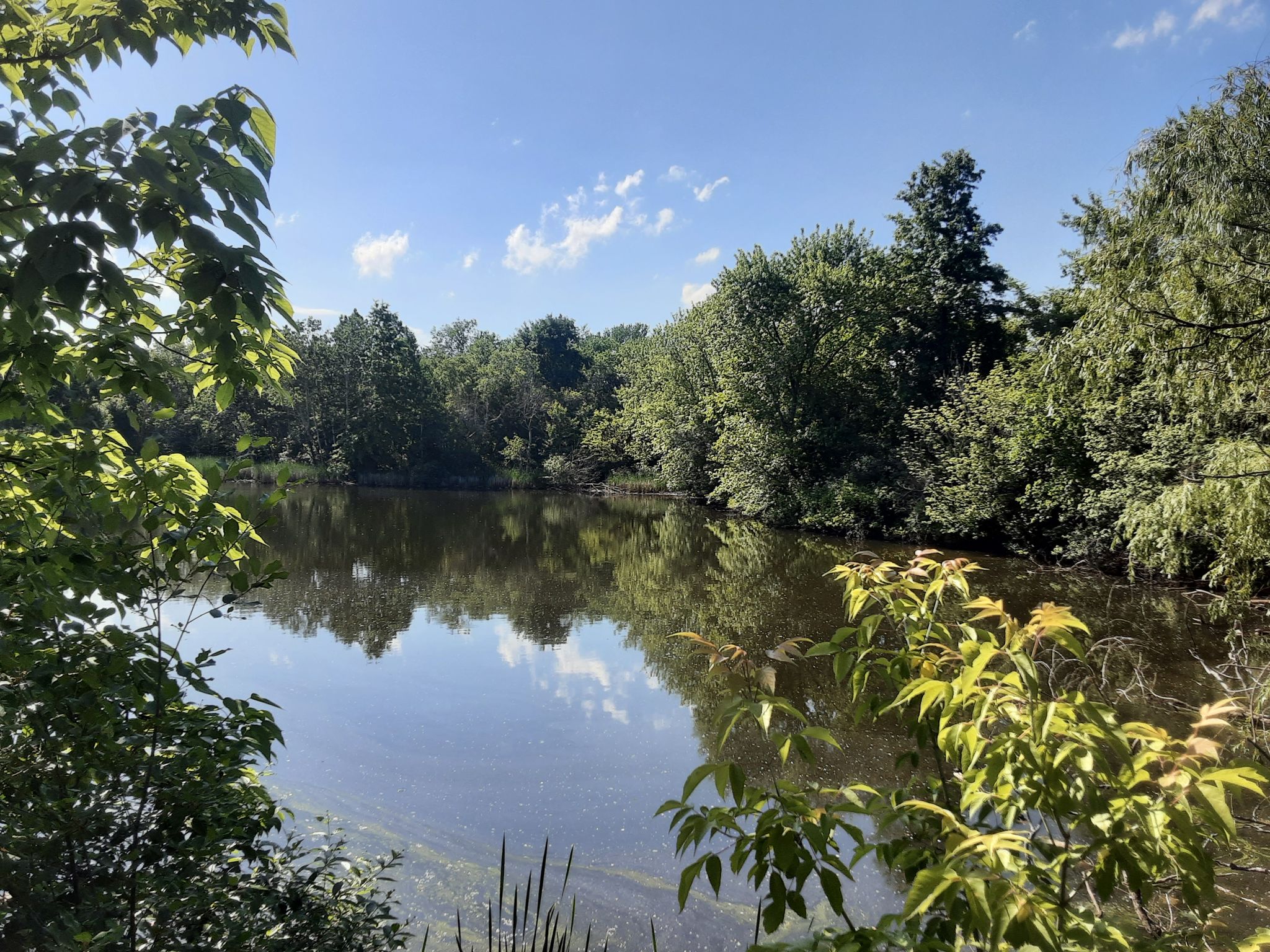 A calm lake surrounded by dense green trees, reflecting the blue sky on a sunny day. - Minuteman Bikeway