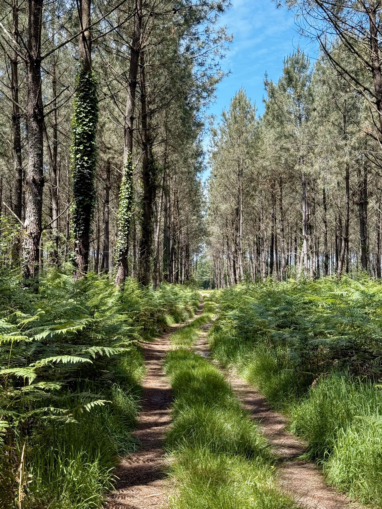 Des passages en forêt très agréables😎