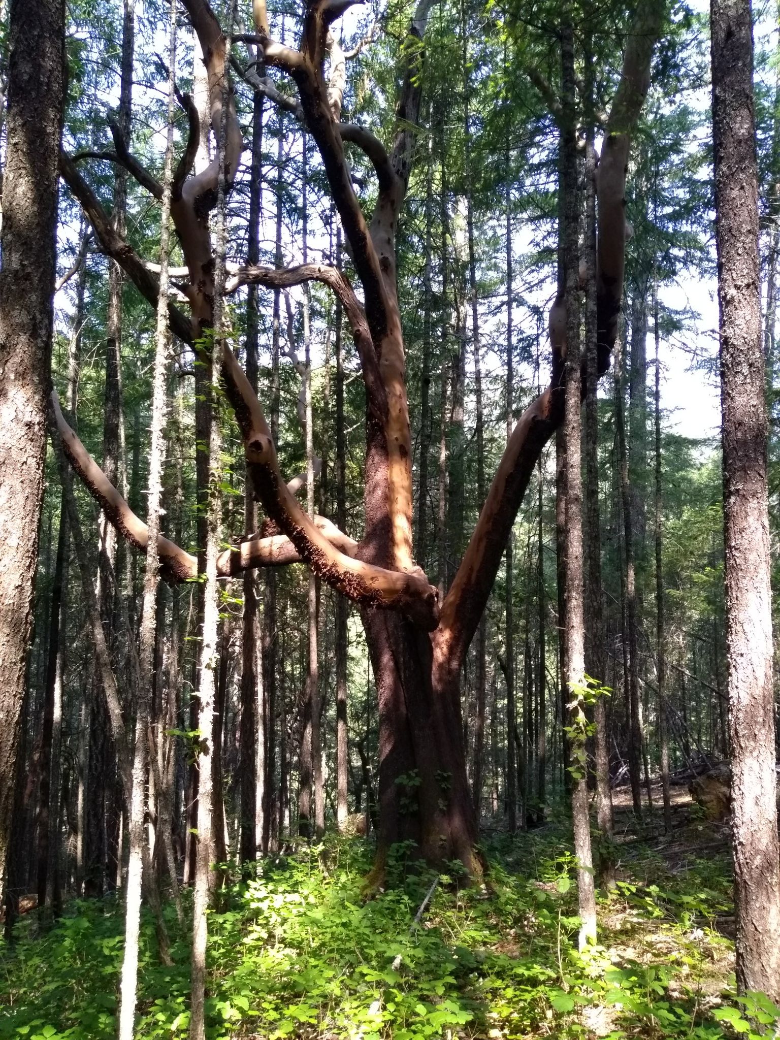 A large, gnarled tree stands in a dense, sunlit forest. - Westside Trails Loop
