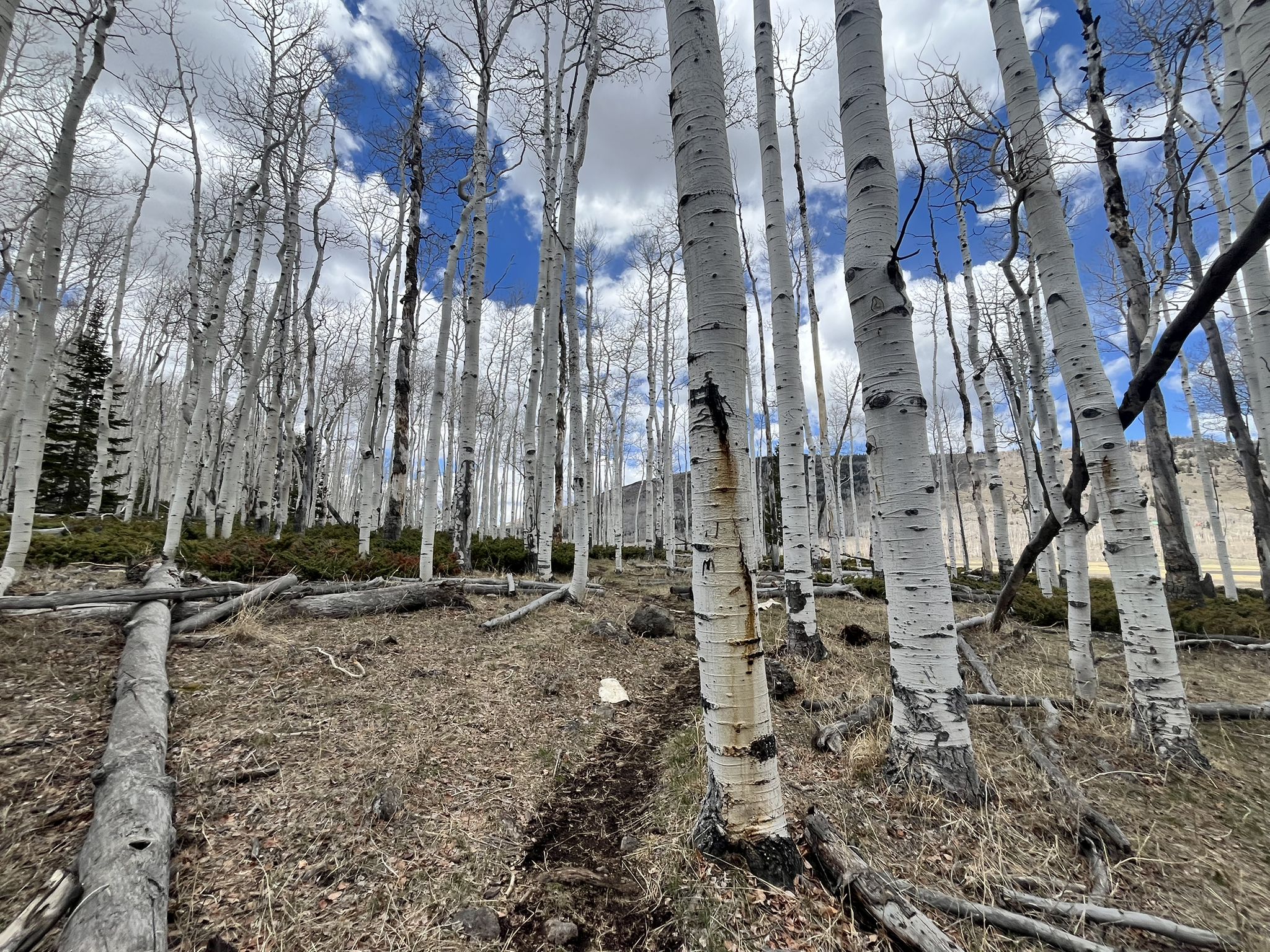 A dense forest of tall, white aspen trees with fallen logs on the ground. - Fish Lake, Doctor Creek, and Lakeshore Loop