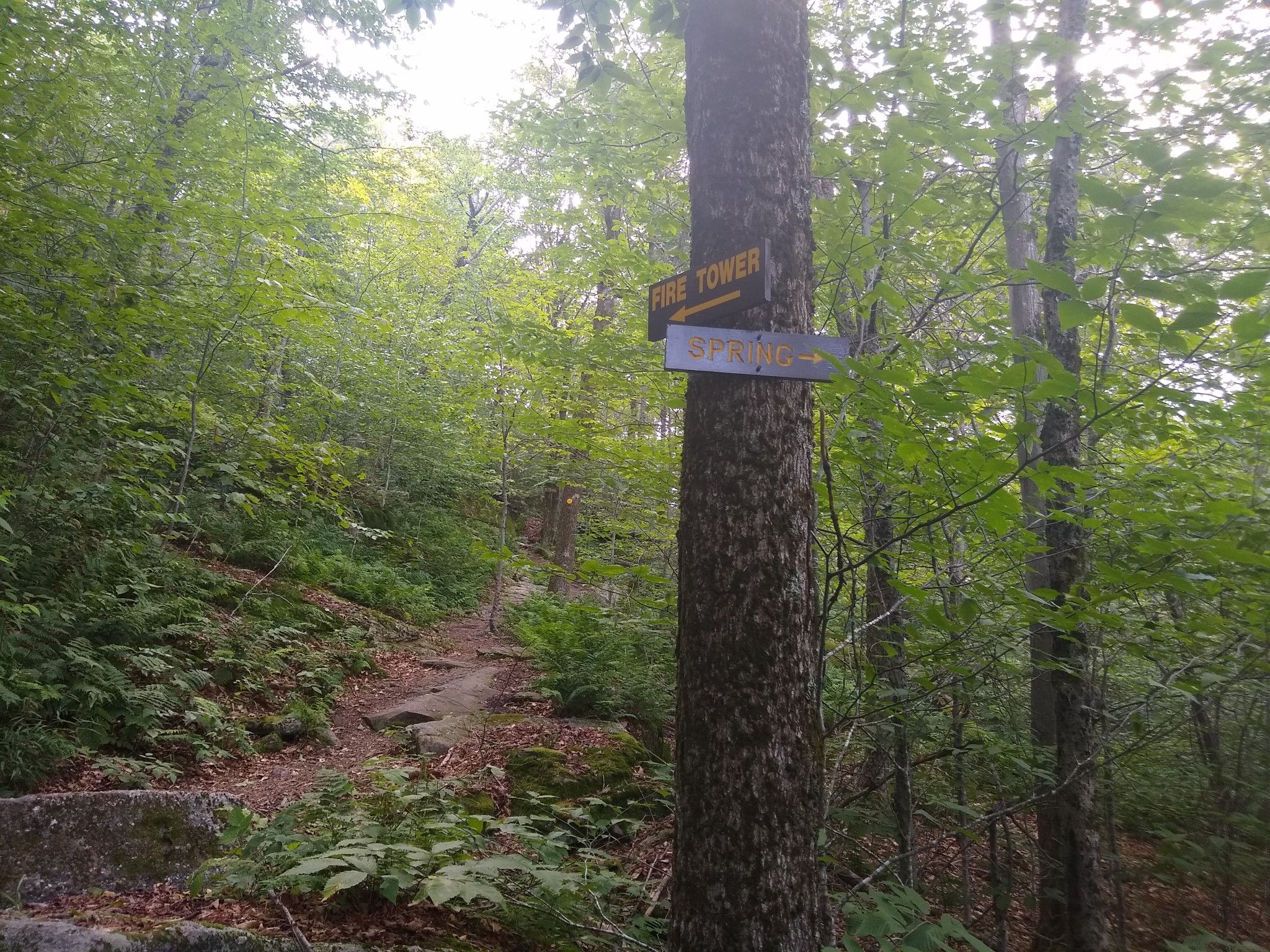 A trail sign on a tree in a lush green forest. - Red Hill Fire Tower Trail