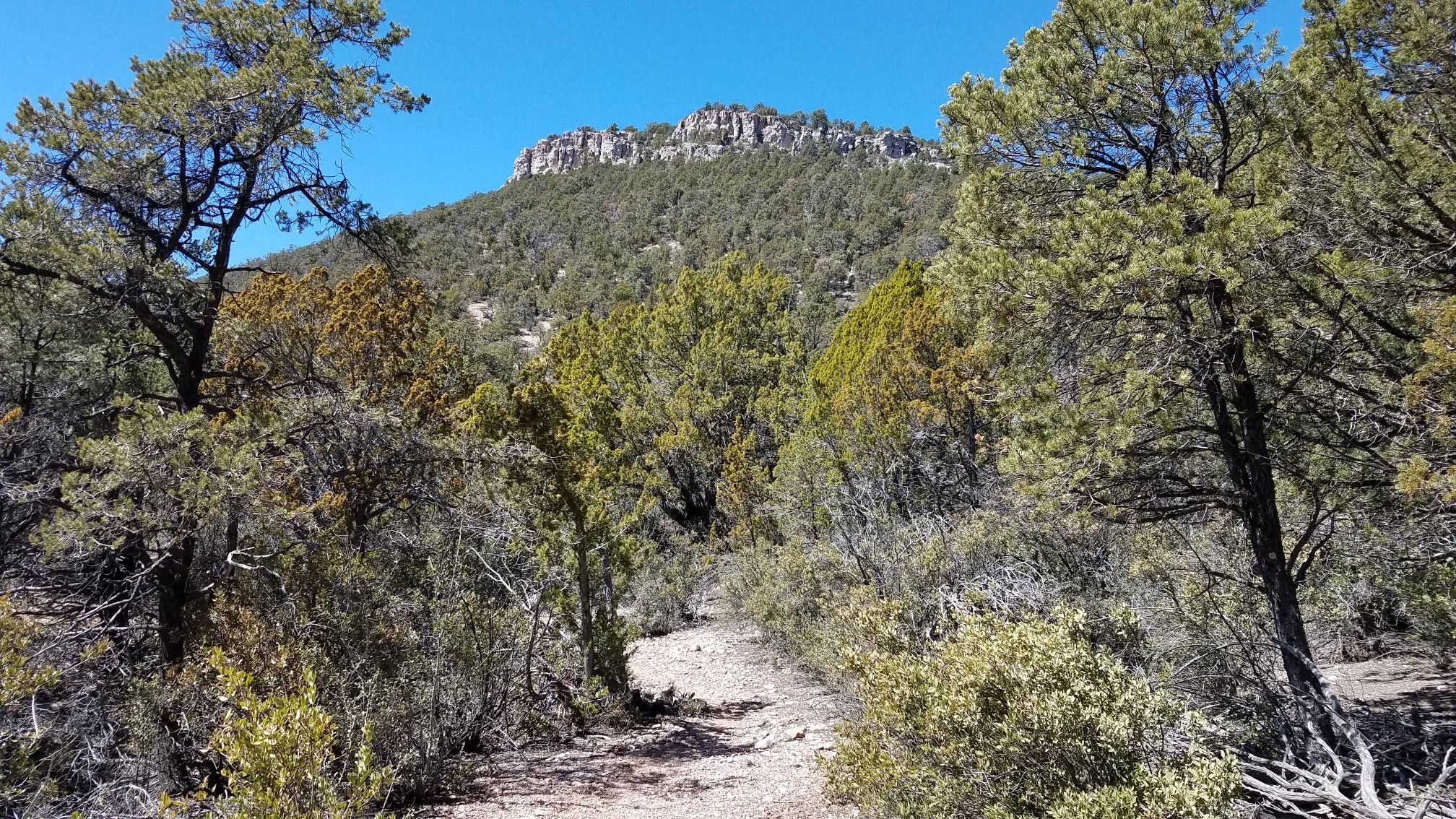 A dirt path through sparse forest leads to a distant rocky mountain. - Oaks and Willows and Bull Spring Trail Loop