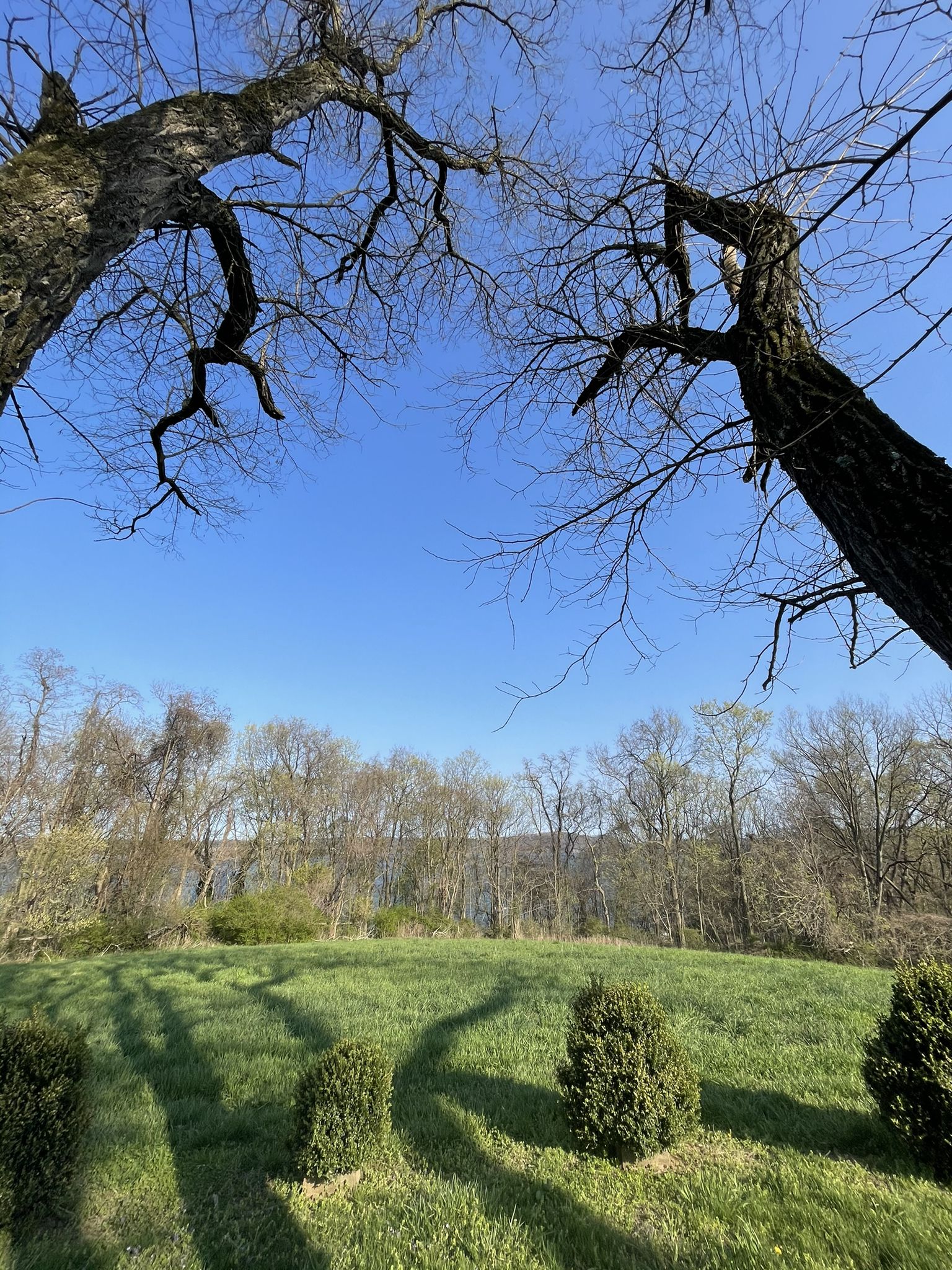 Two bare trees frame a sunny grassy field with distant water and trees. - Native Lands Park loop from Wrightsville