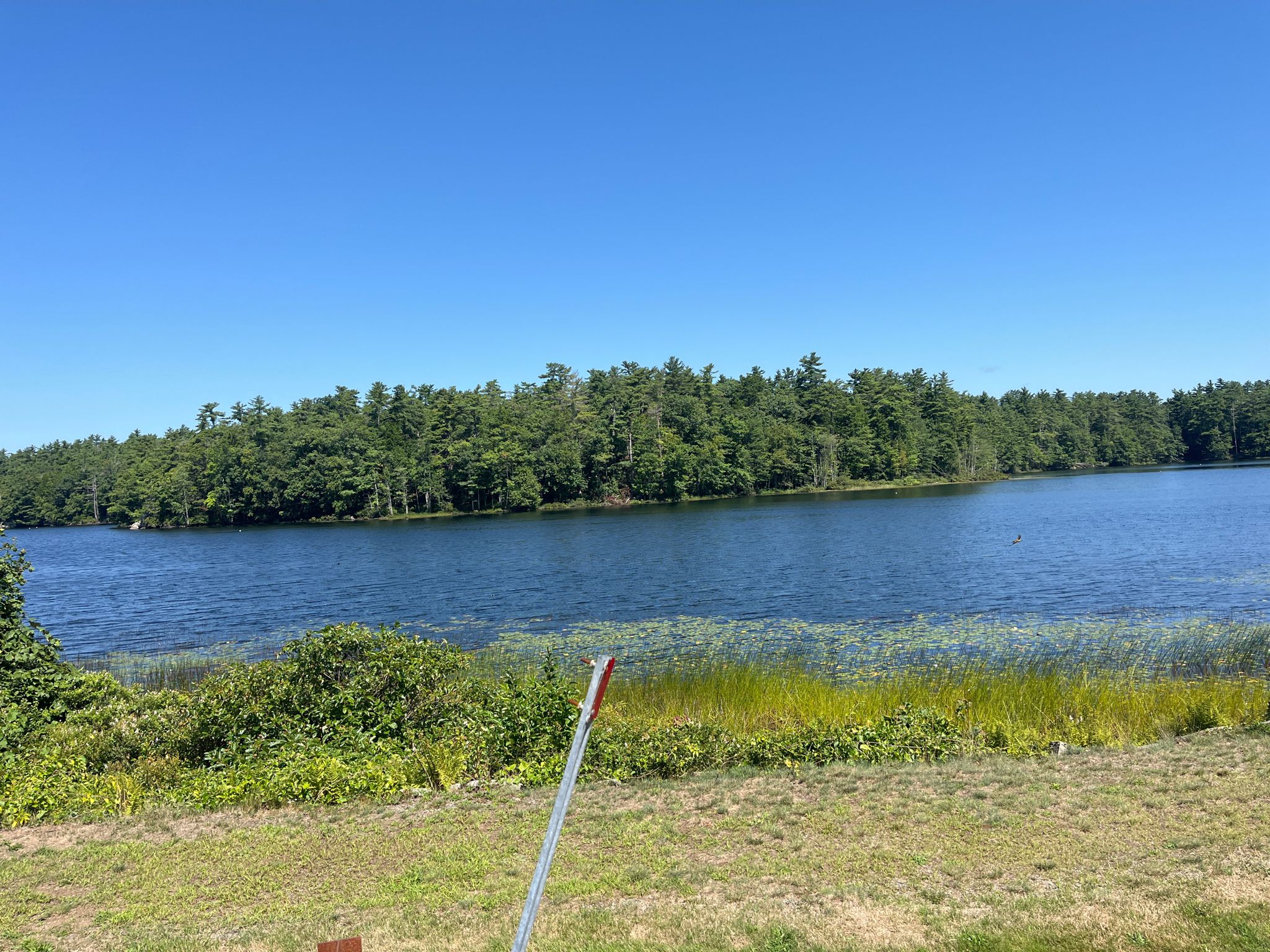 Sunny view of a calm lake bordered by dense green forest. - Portsmouth to Rachel Carson National Wildlife Refuge loop via Maine Street Causeway & Chases Pond