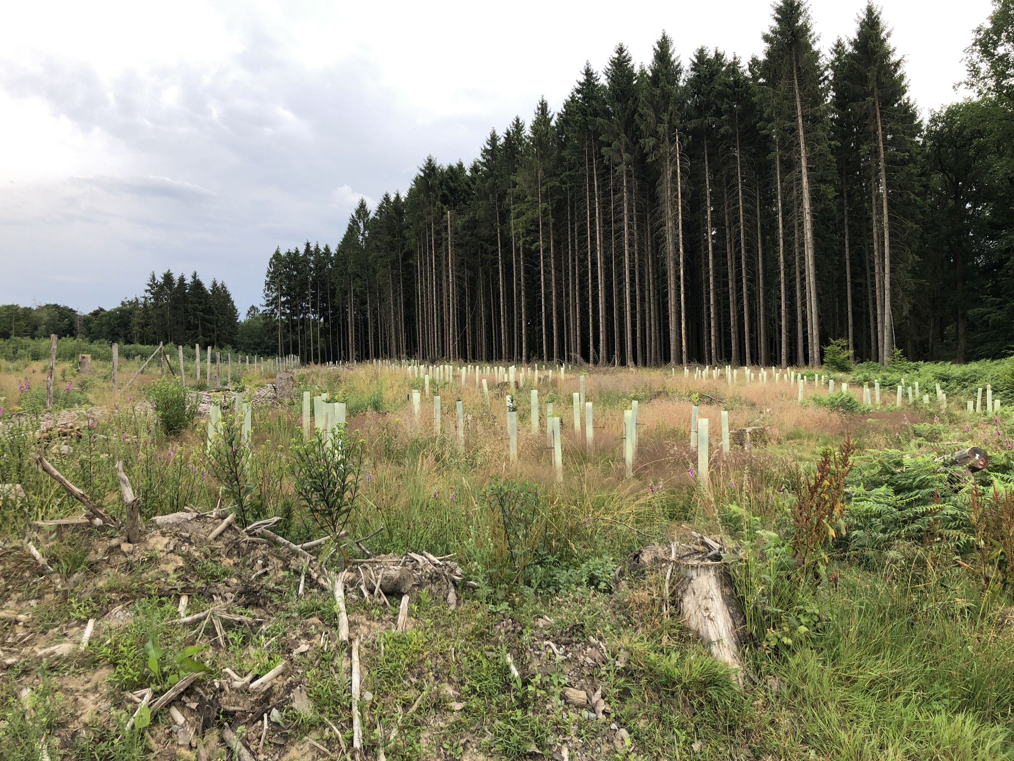 "Patenbäume" gepflanzt Dez.22