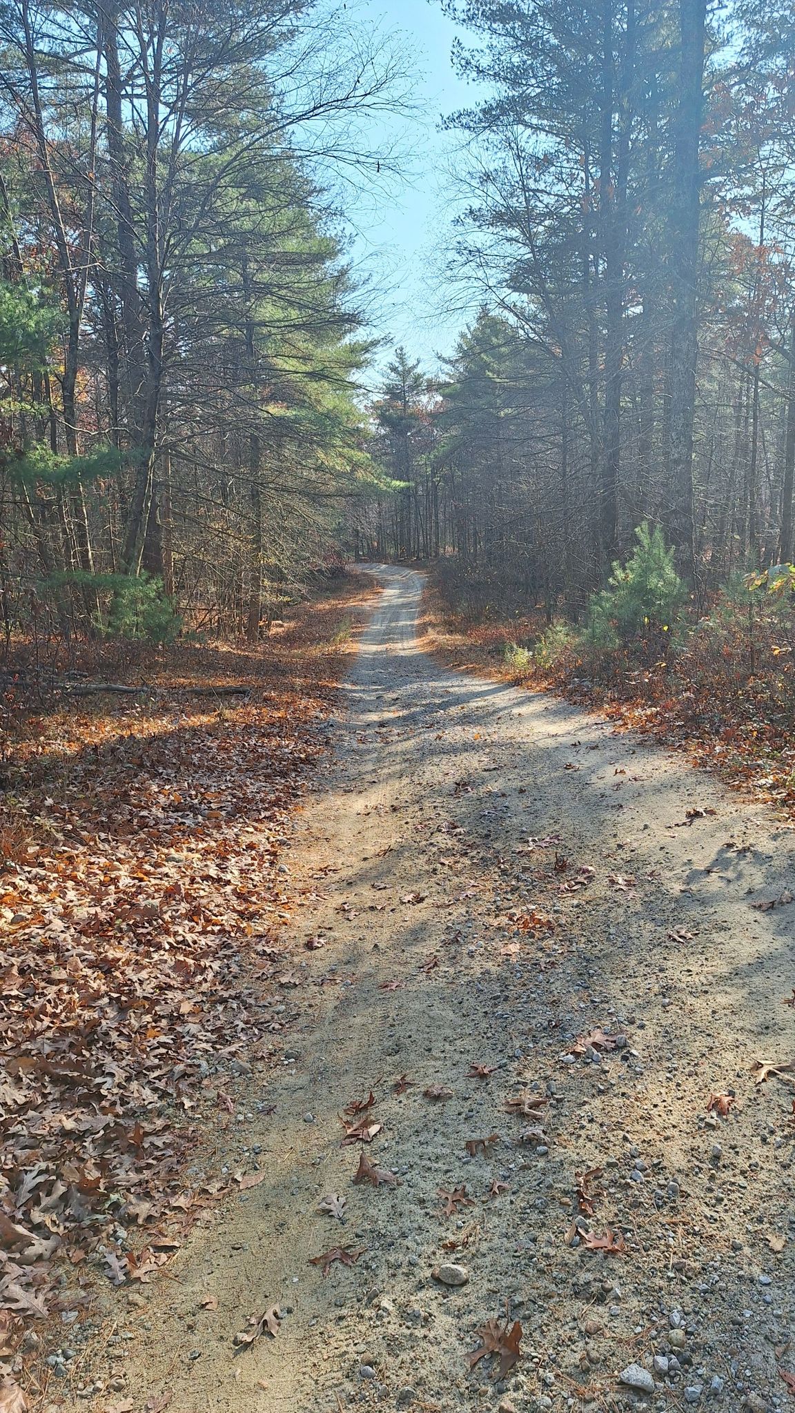 Sunny dirt path winding through a dense forest with autumn leaves. - Running loop from George Washington Memorial State Forest