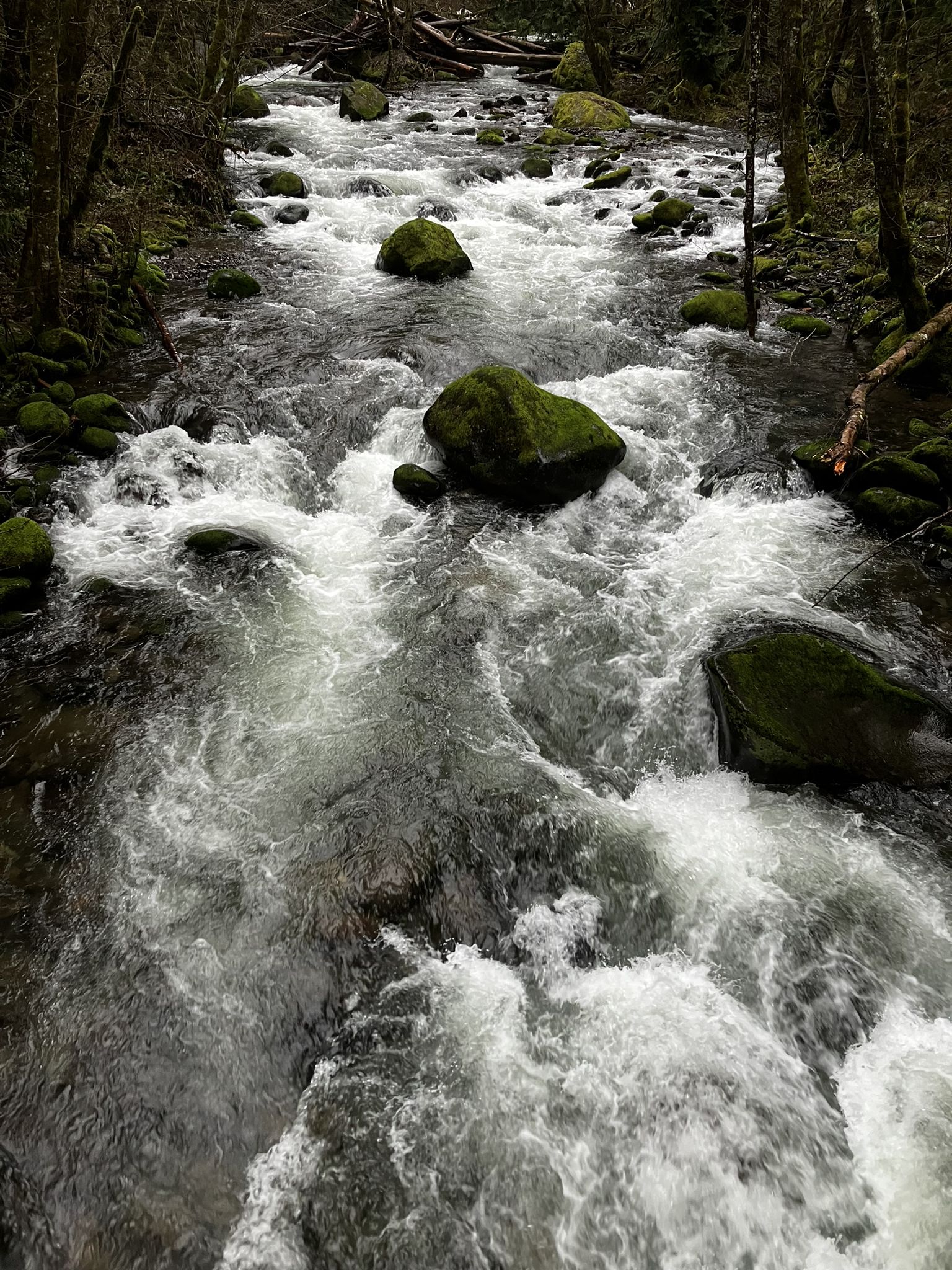 Close-up of a fast-flowing river with white rapids and mossy rocks. - Herman Creek Trail