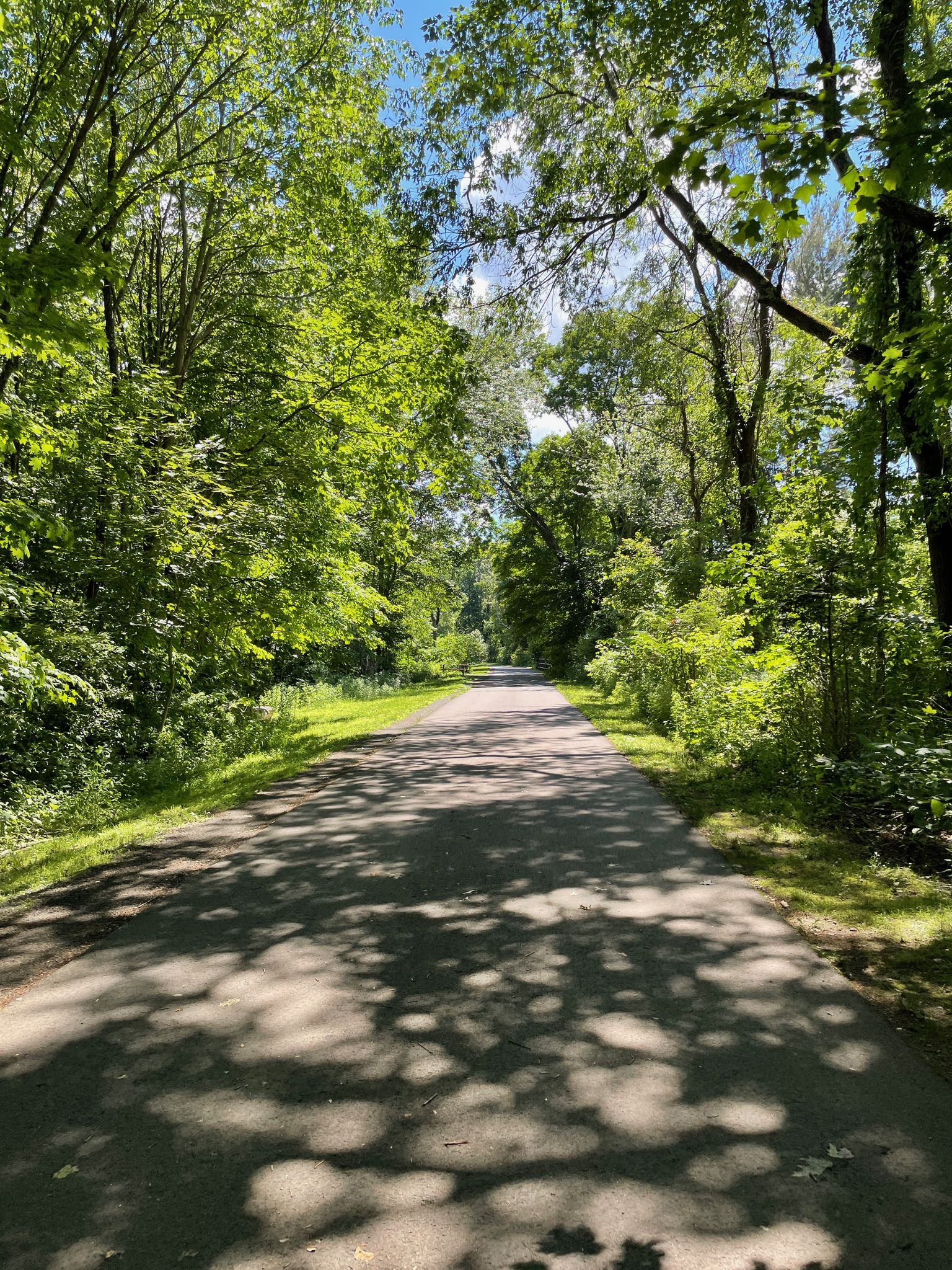A paved path winding through a dense, sun-dappled green forest on a bright day. - Milton Train Depot loop from Pexto Field