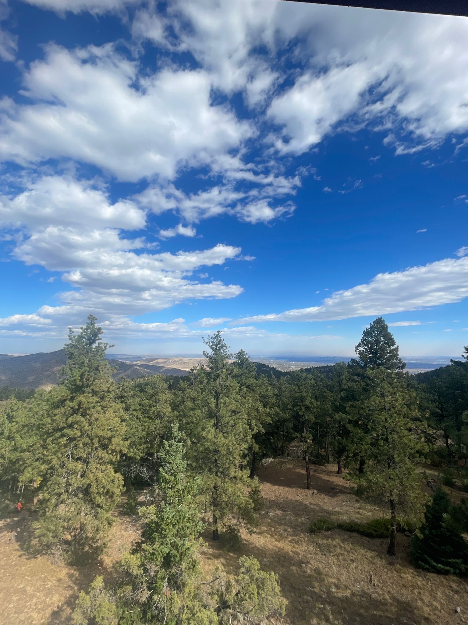 View over a pine forest canopy with a bright blue sky and white clouds. - Tower Trail