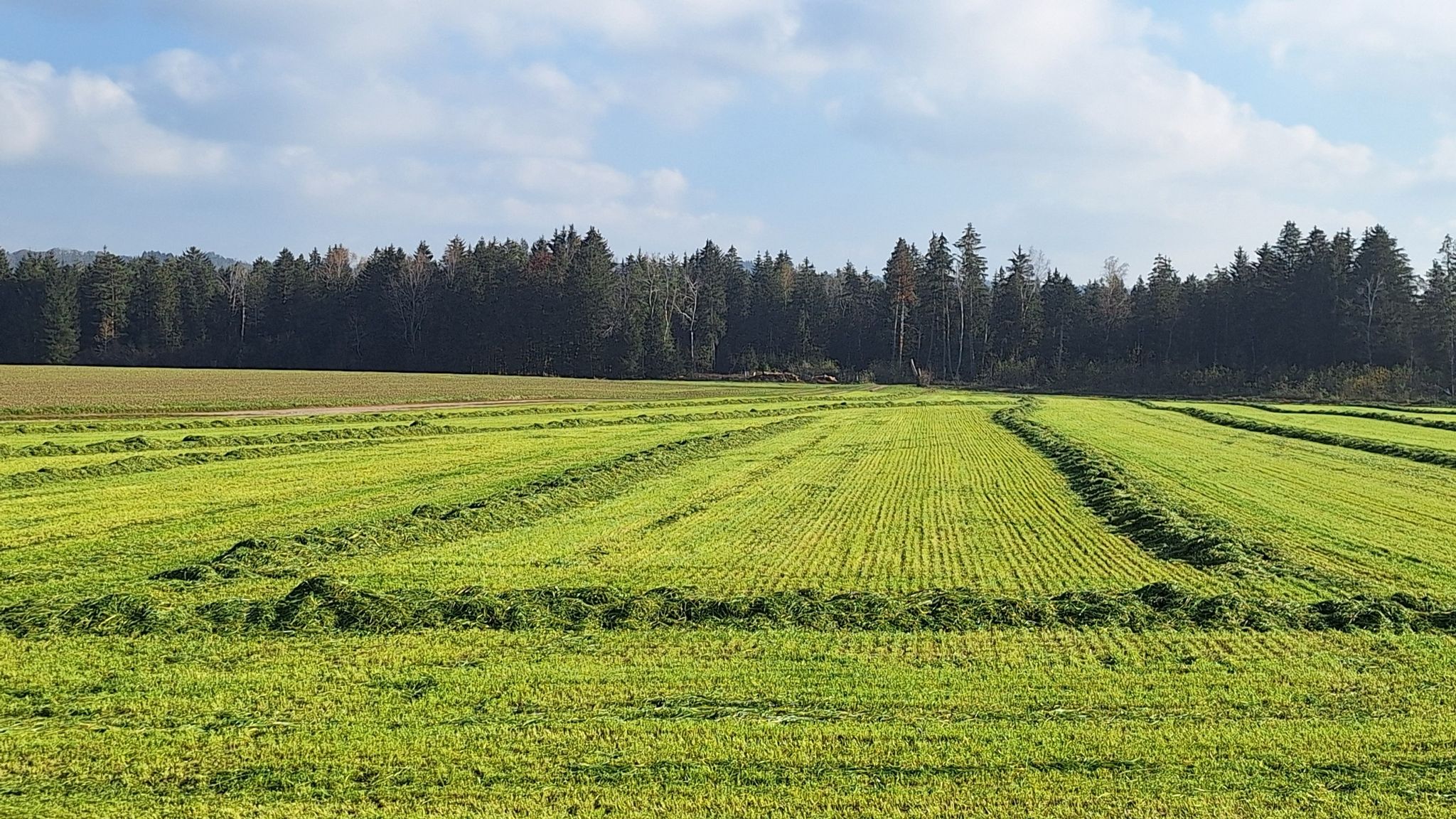 Die letzte Silage zum einfahren