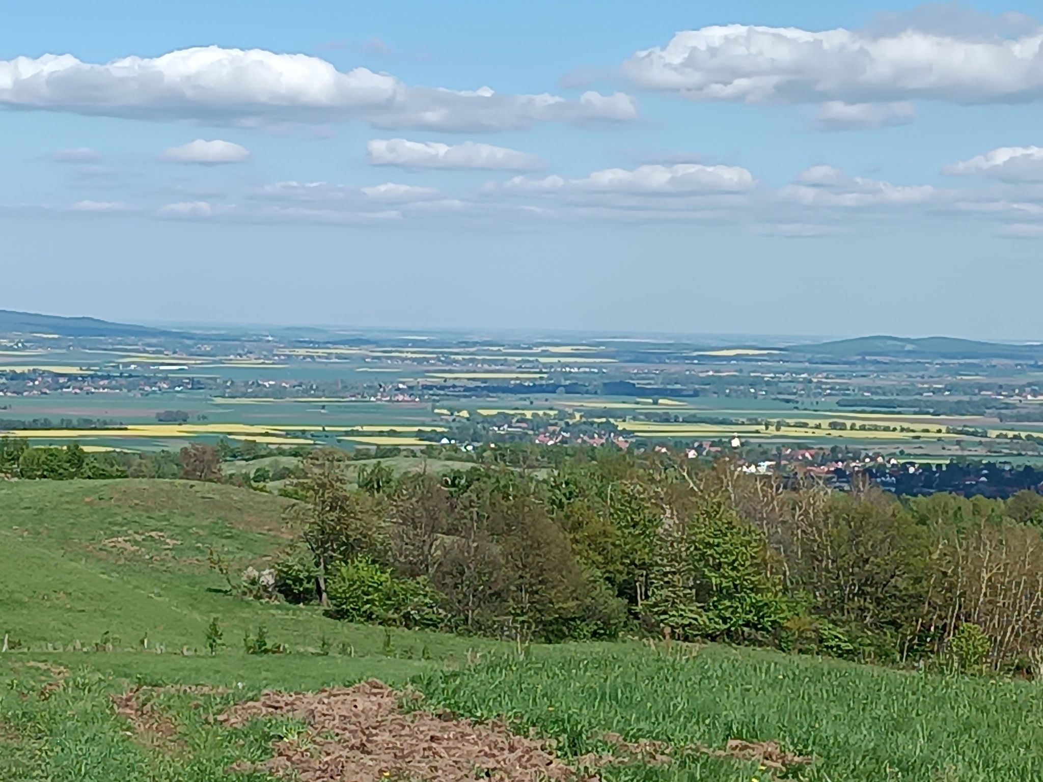 Żółto od rzepaku